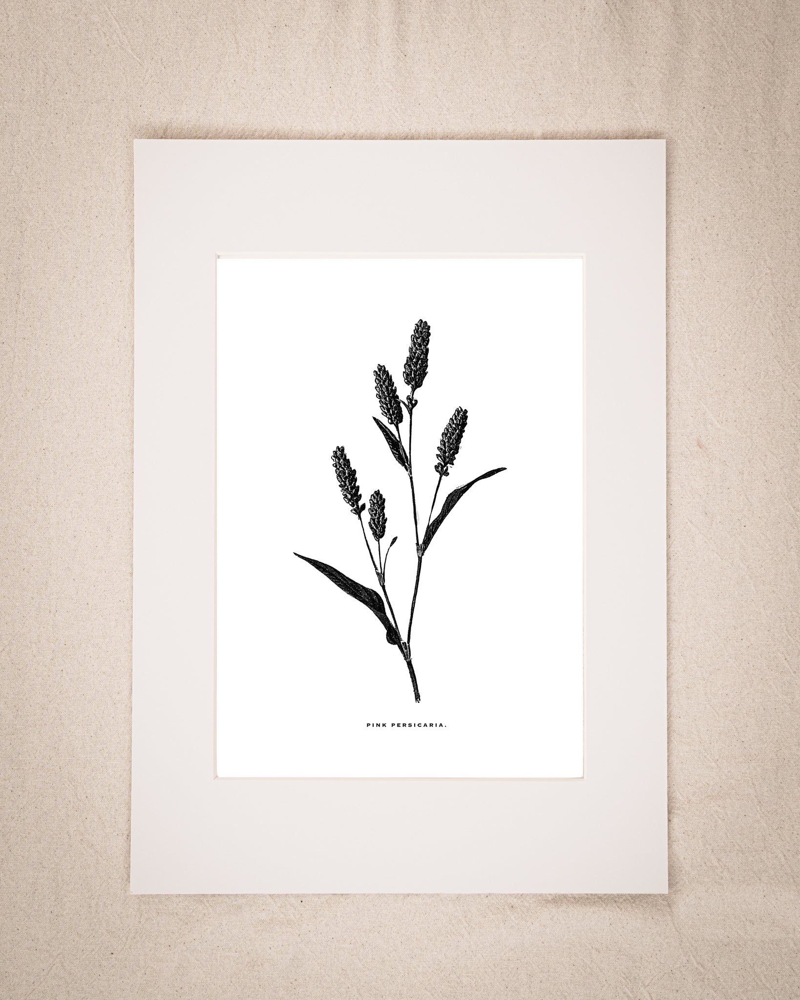 Restored Monochrome Botanical Art Print – 19th Century Floral Illustration (Pink Persicaria 01)