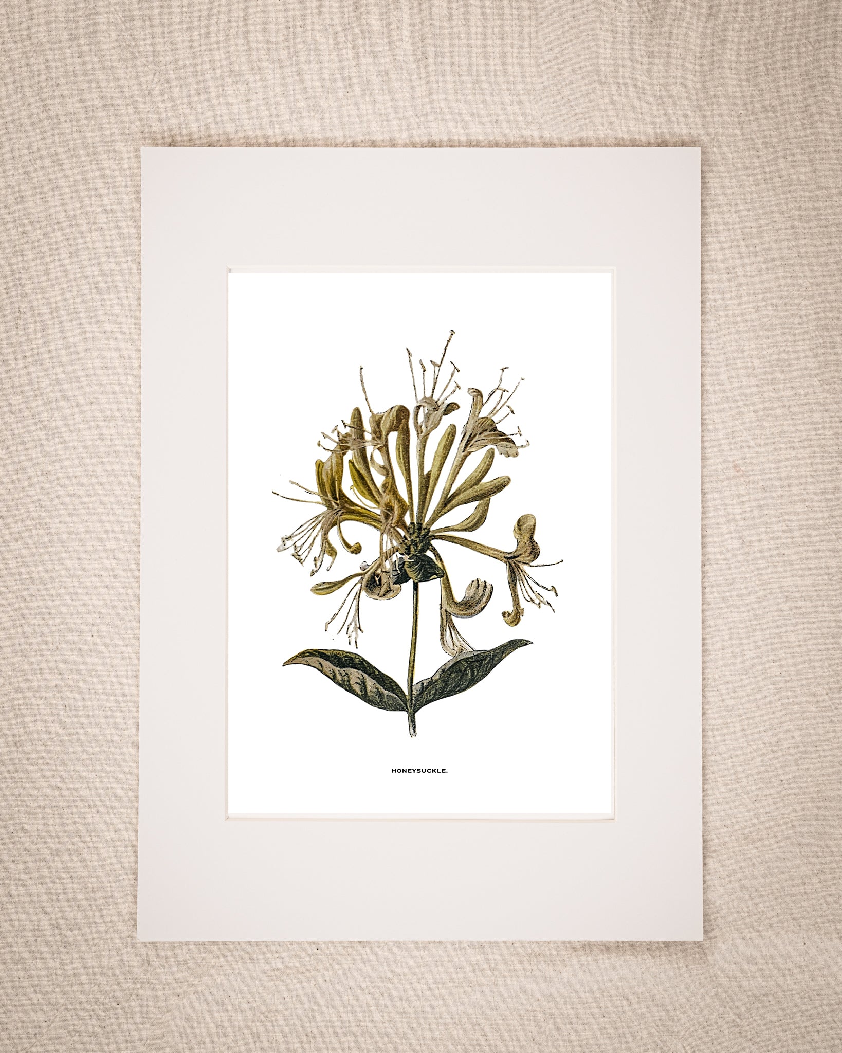 Restored Vintage Botanical Art Print – 19th Century Floral Illustration (Honeysuckle)