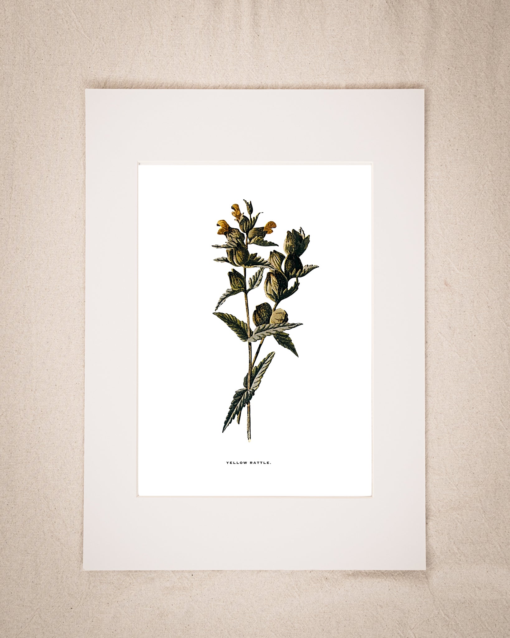 Restored Vintage Botanical Art Print – 19th Century Floral Illustration (Yellow Rattle)