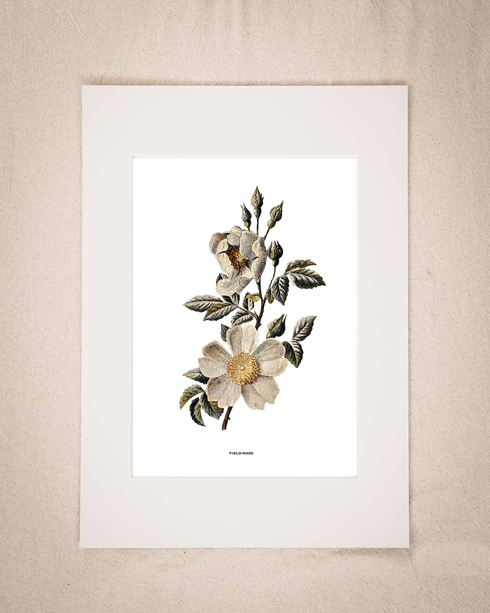 Restored Vintage Botanical Art Print – 19th Century Floral Illustration (Field Rose)