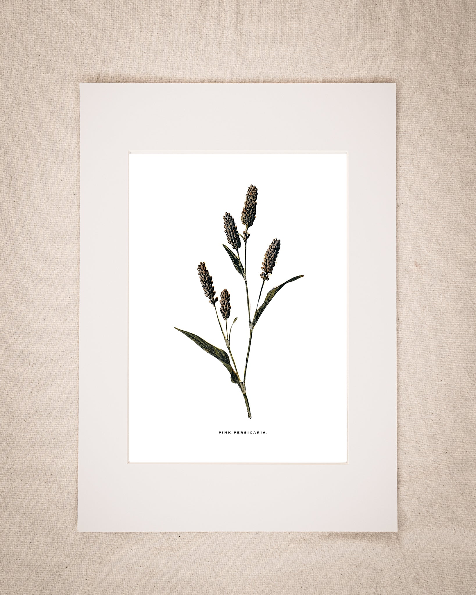 Restored Vintage Botanical Art Print – 19th Century Floral Illustration (Pink Persicaria)