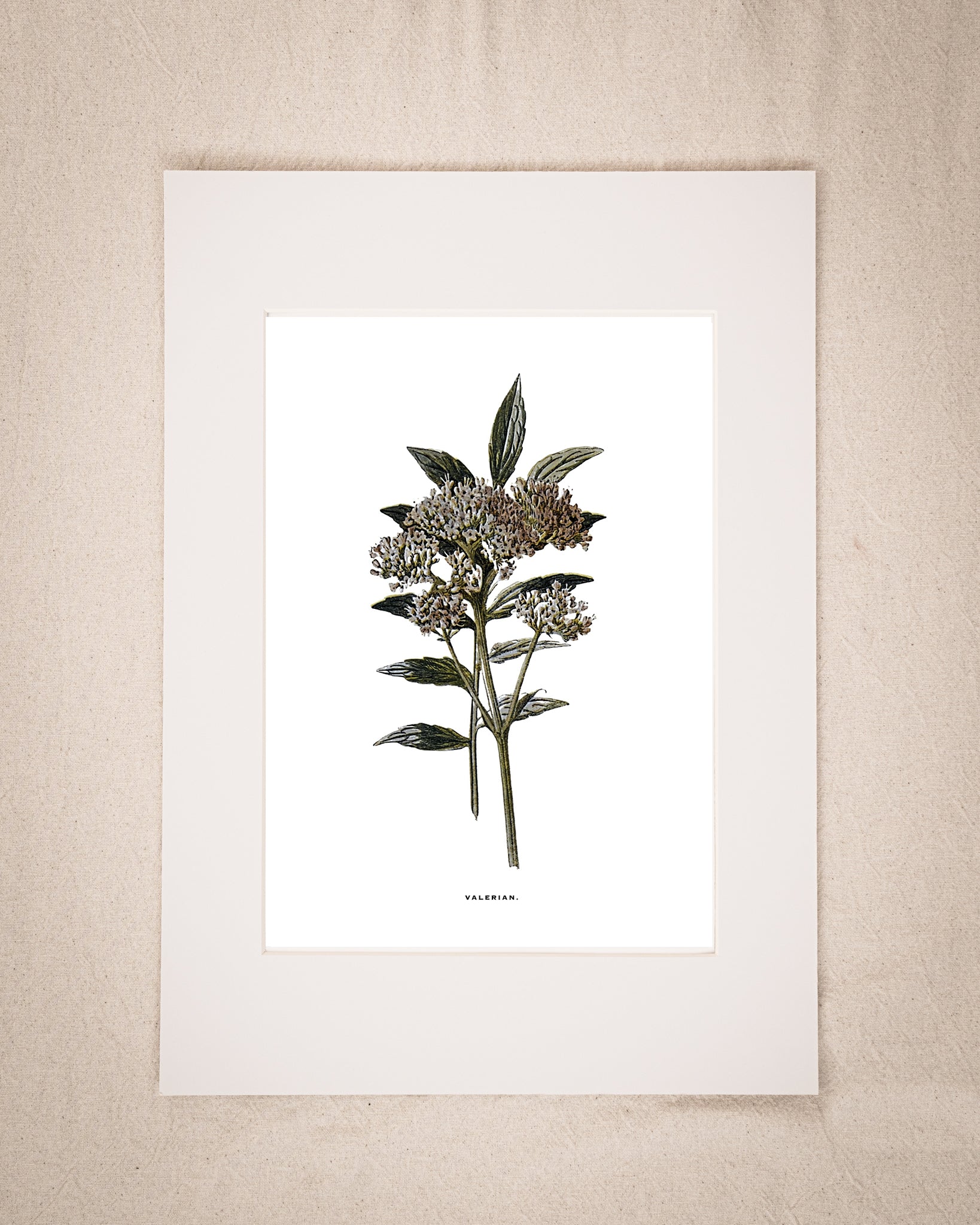 Restored Vintage Botanical Art Print – 19th Century Floral Illustration (Valerian)