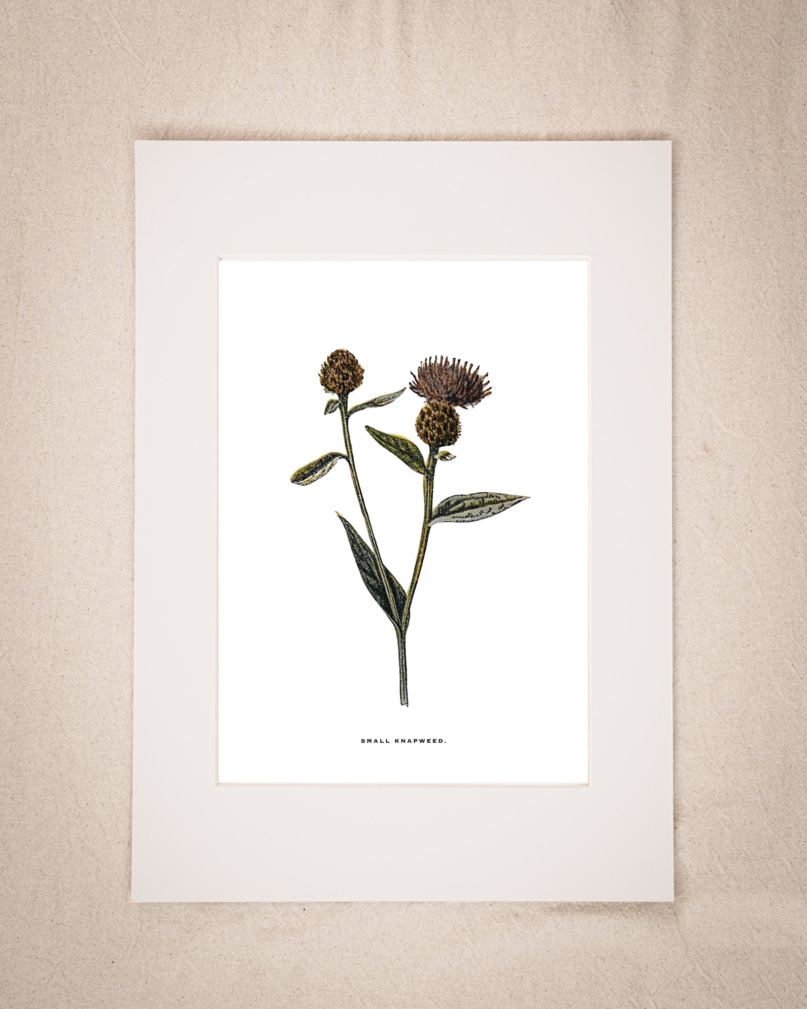 Restored Vintage Botanical Art Print – 19th Century Floral Illustration (Small Knapweed)