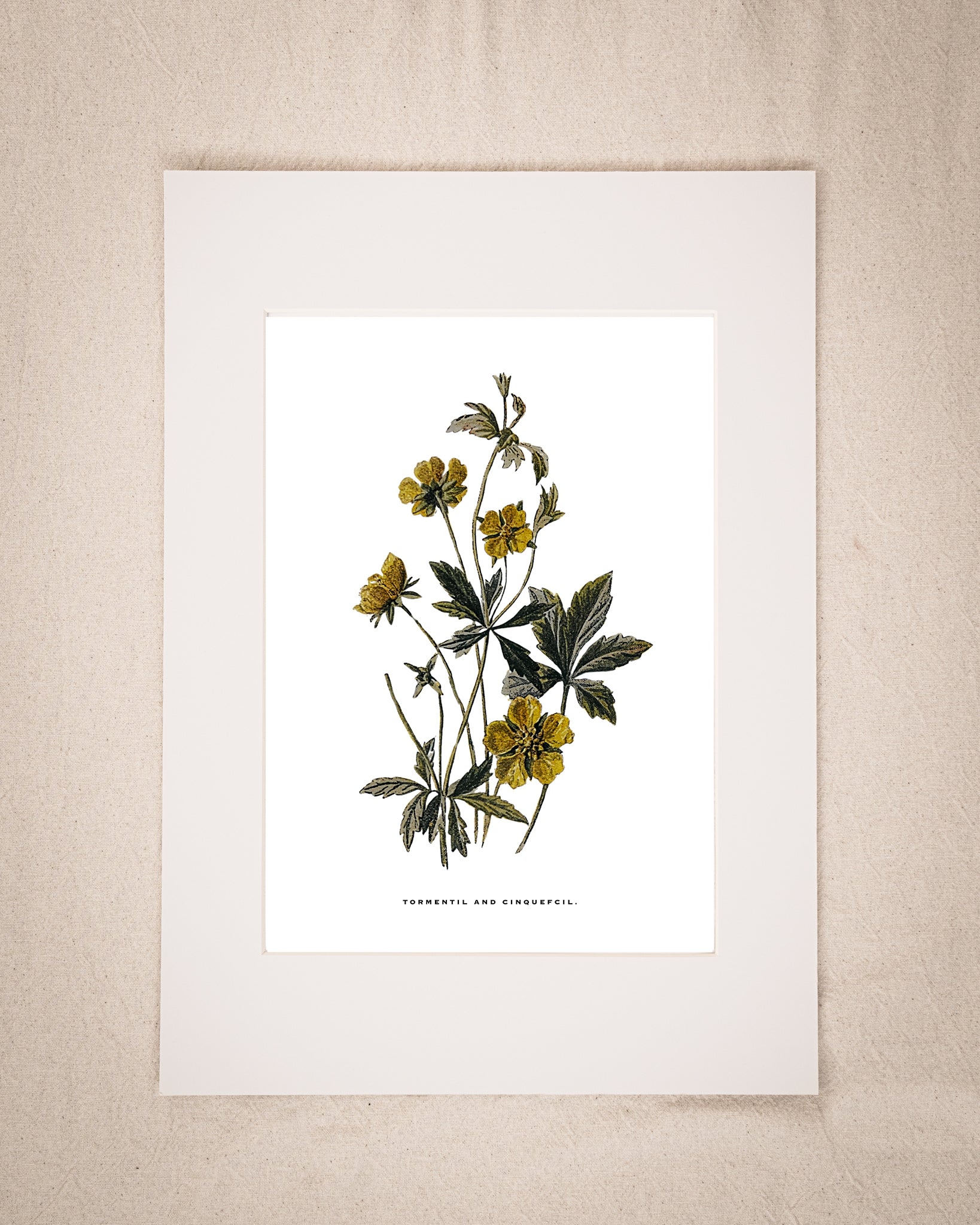 Restored Vintage Botanical Art Print – 19th Century Floral Illustration (Tormentil & Cinquefoil)