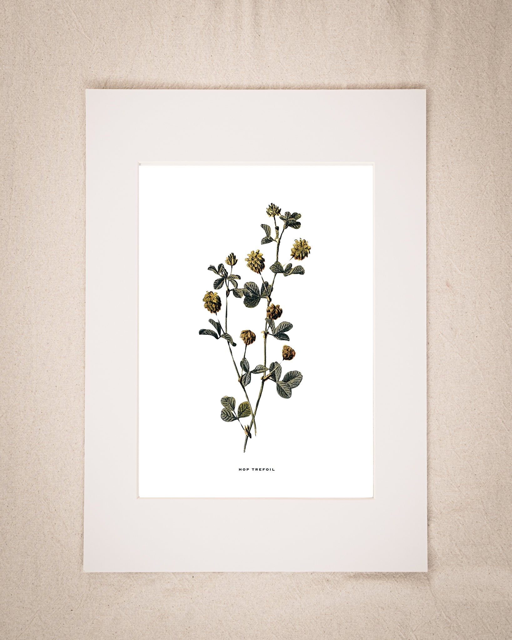 Restored Vintage Botanical Art Print – 19th Century Floral Illustration (Hop Trefoil)