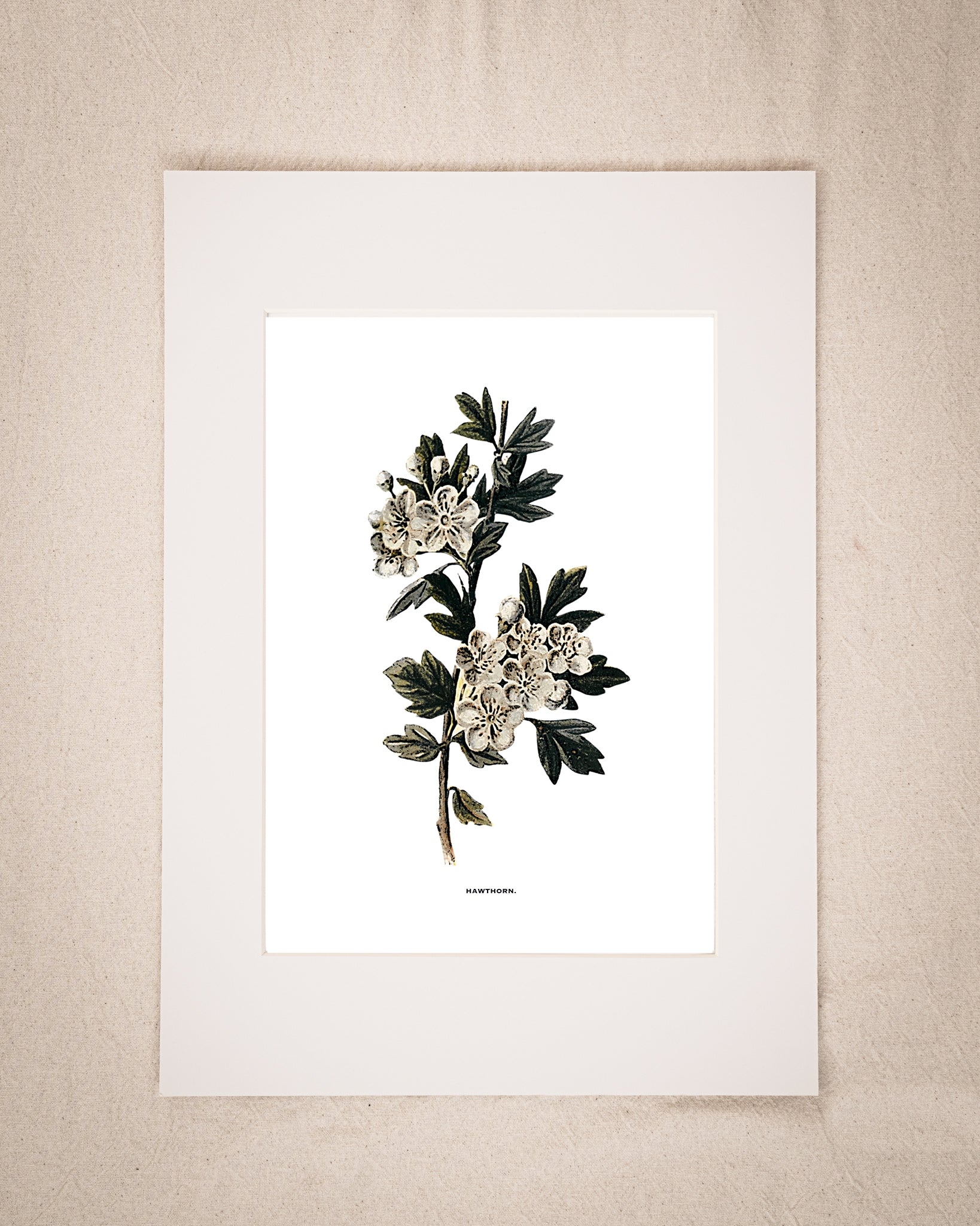 Restored Vintage Botanical Art Print – 19th Century Floral Illustration (Hawthorn)