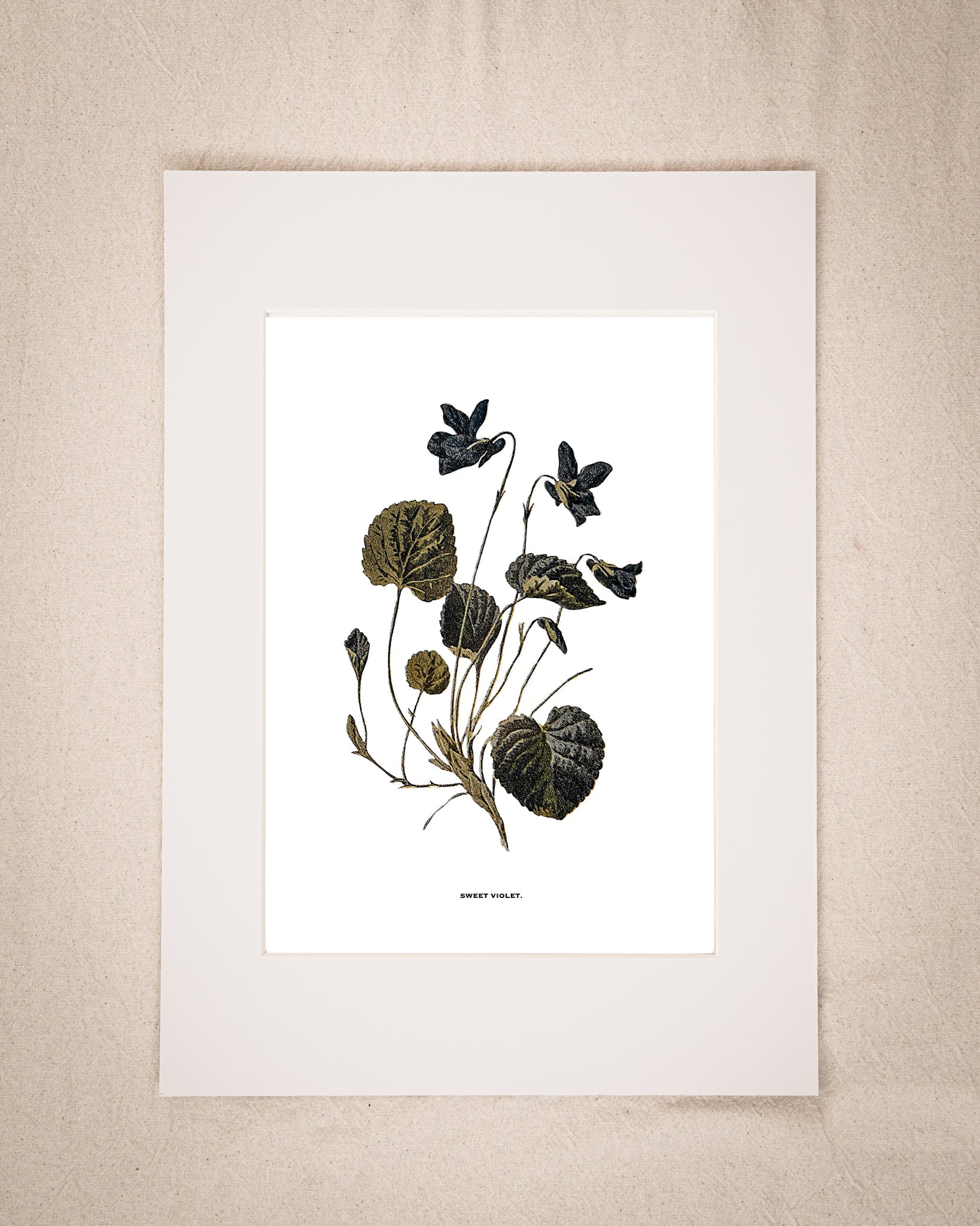 Restored Vintage Botanical Art Print – 19th Century Floral Illustration (Sweet Violet)