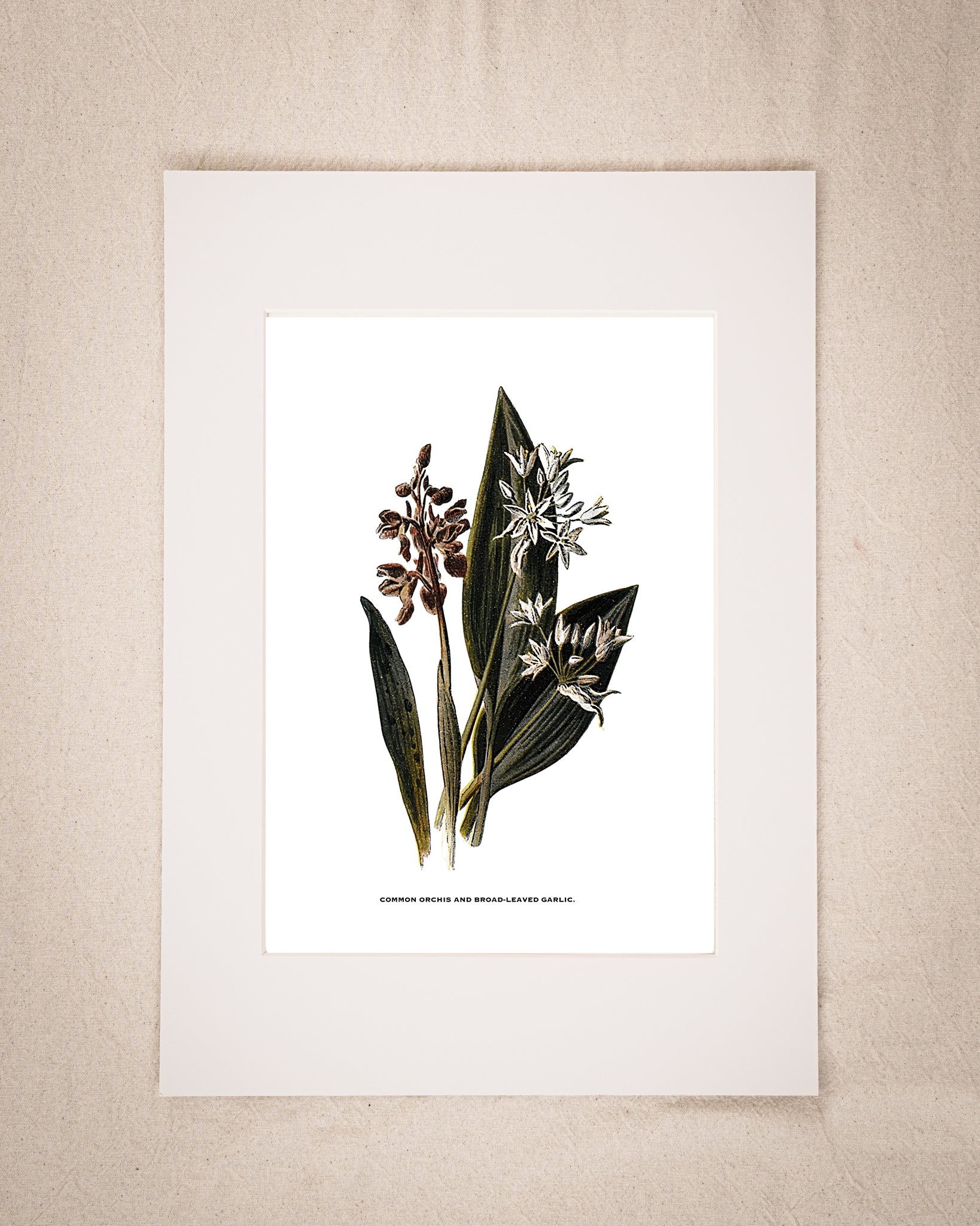 Restored Vintage Botanical Art Print – 19th Century Floral Illustration (Common Orchid & Broad-Leaved Garlic)