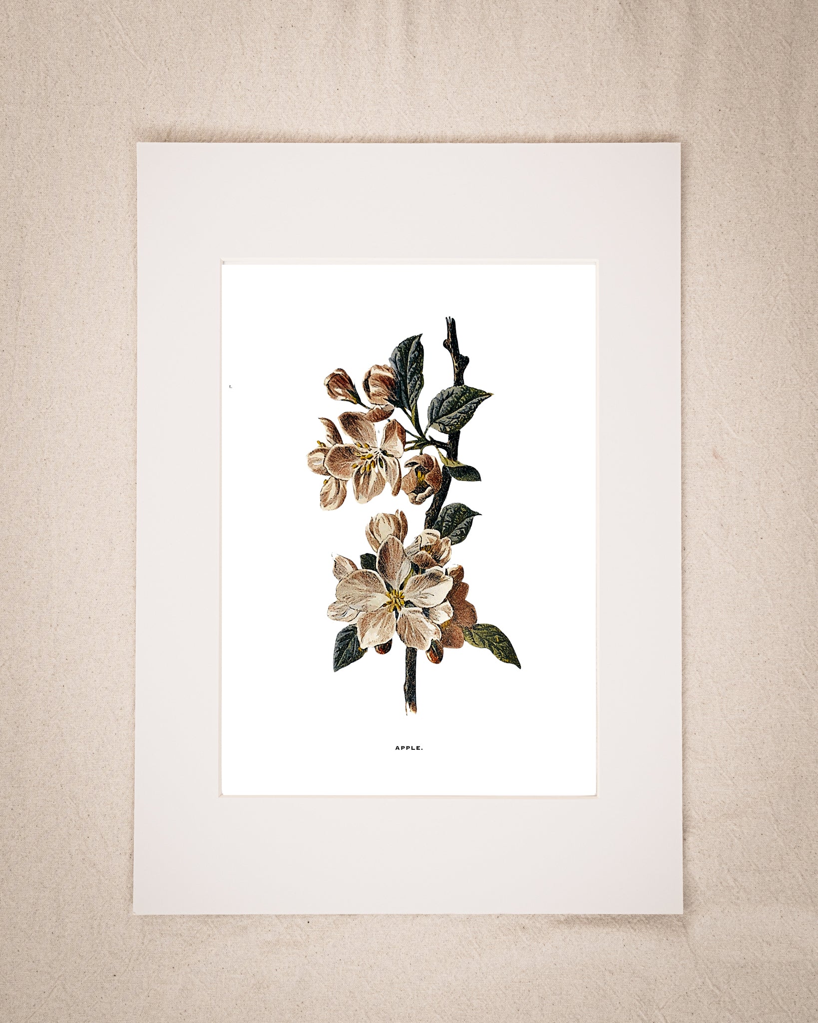 Restored Vintage Botanical Art Print – 19th Century Floral Illustration (Apple Blossom)