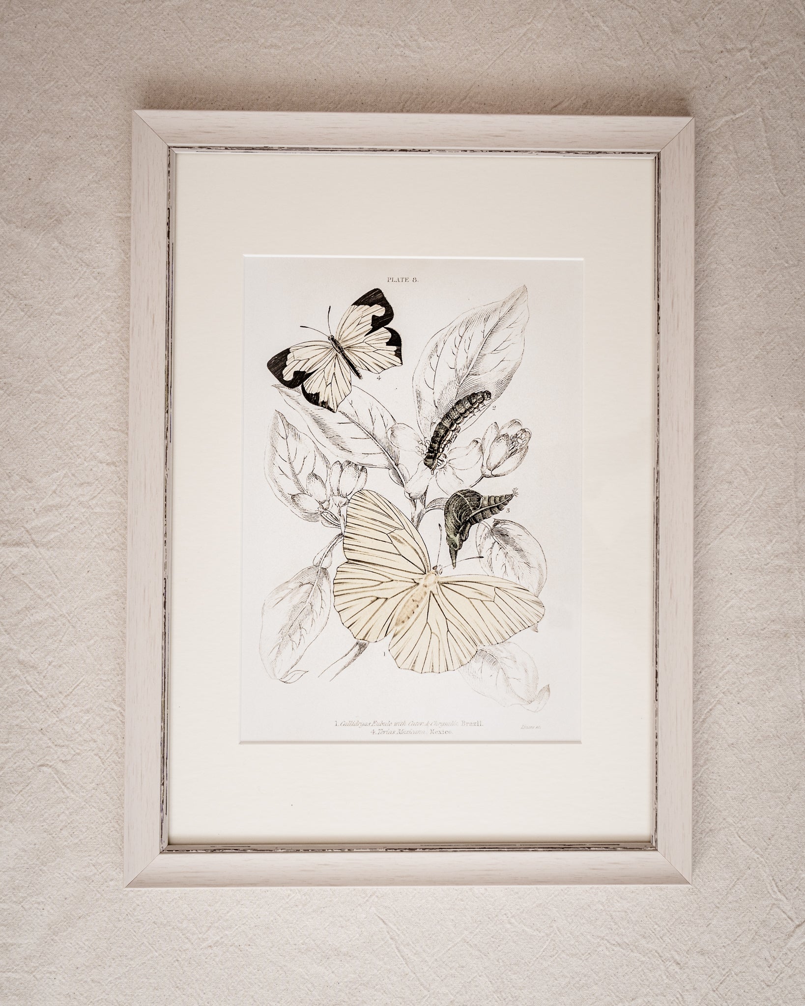 Vintage Butterfly Art Print 07