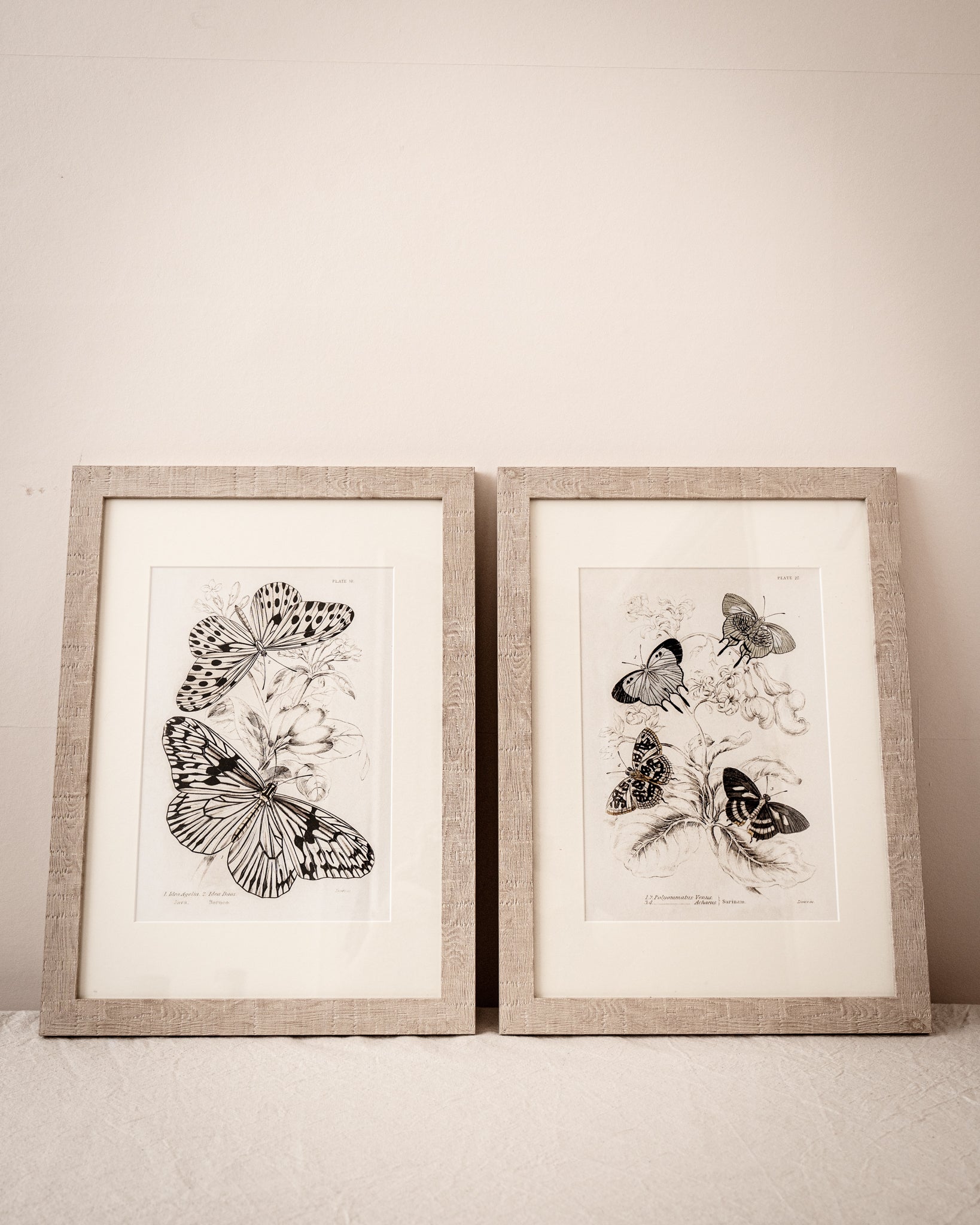 Vintage Butterfly Art Print 09