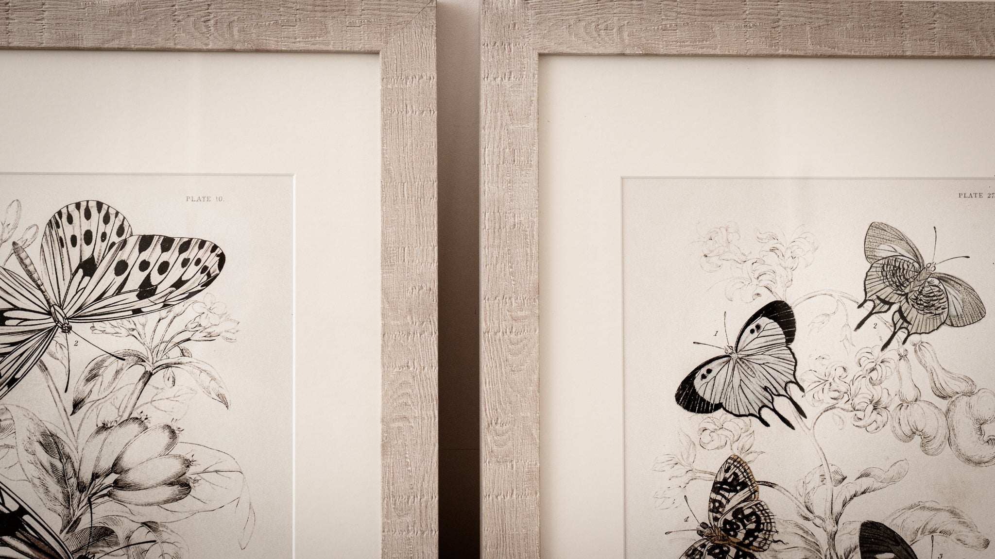 Vintage Butterfly Art Print 010