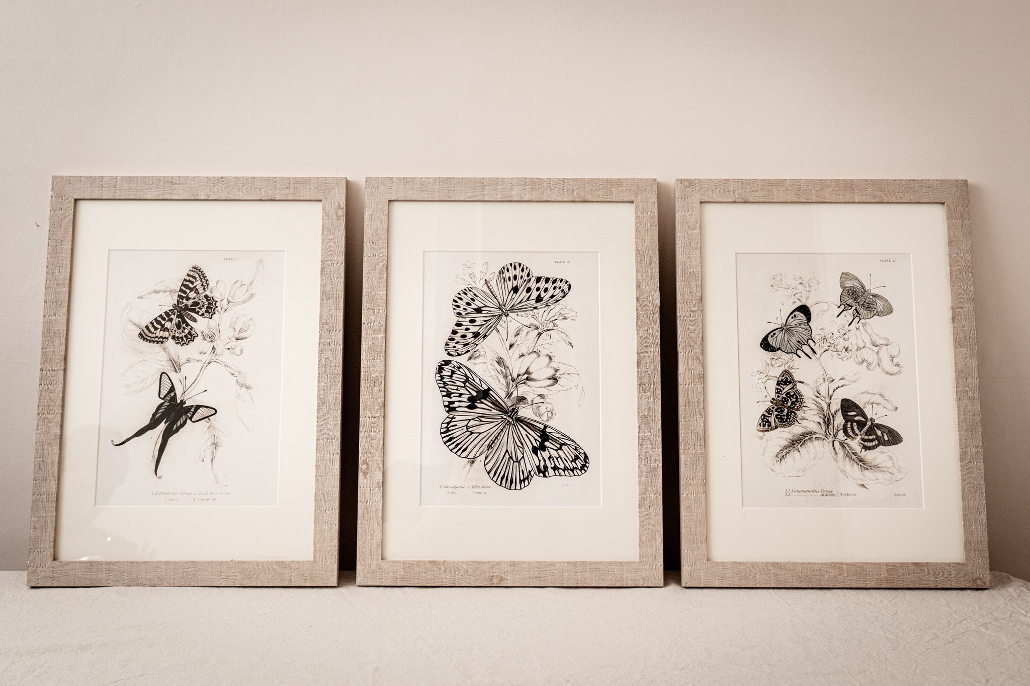 Vintage Butterfly Art Print 010