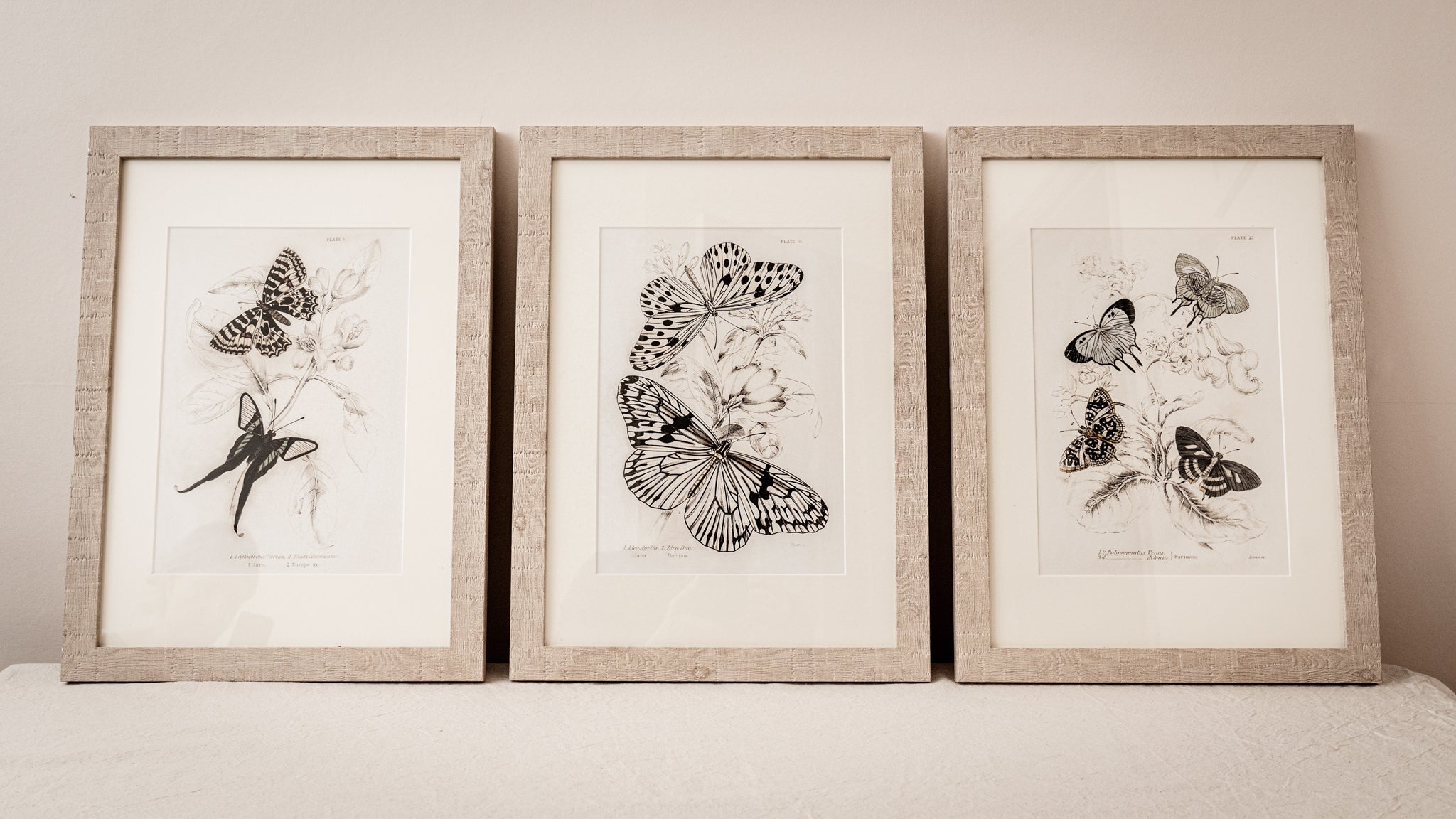 Framed Set of Four Vintage Butterfly Art Prints 01 (Sand Frame Collection)