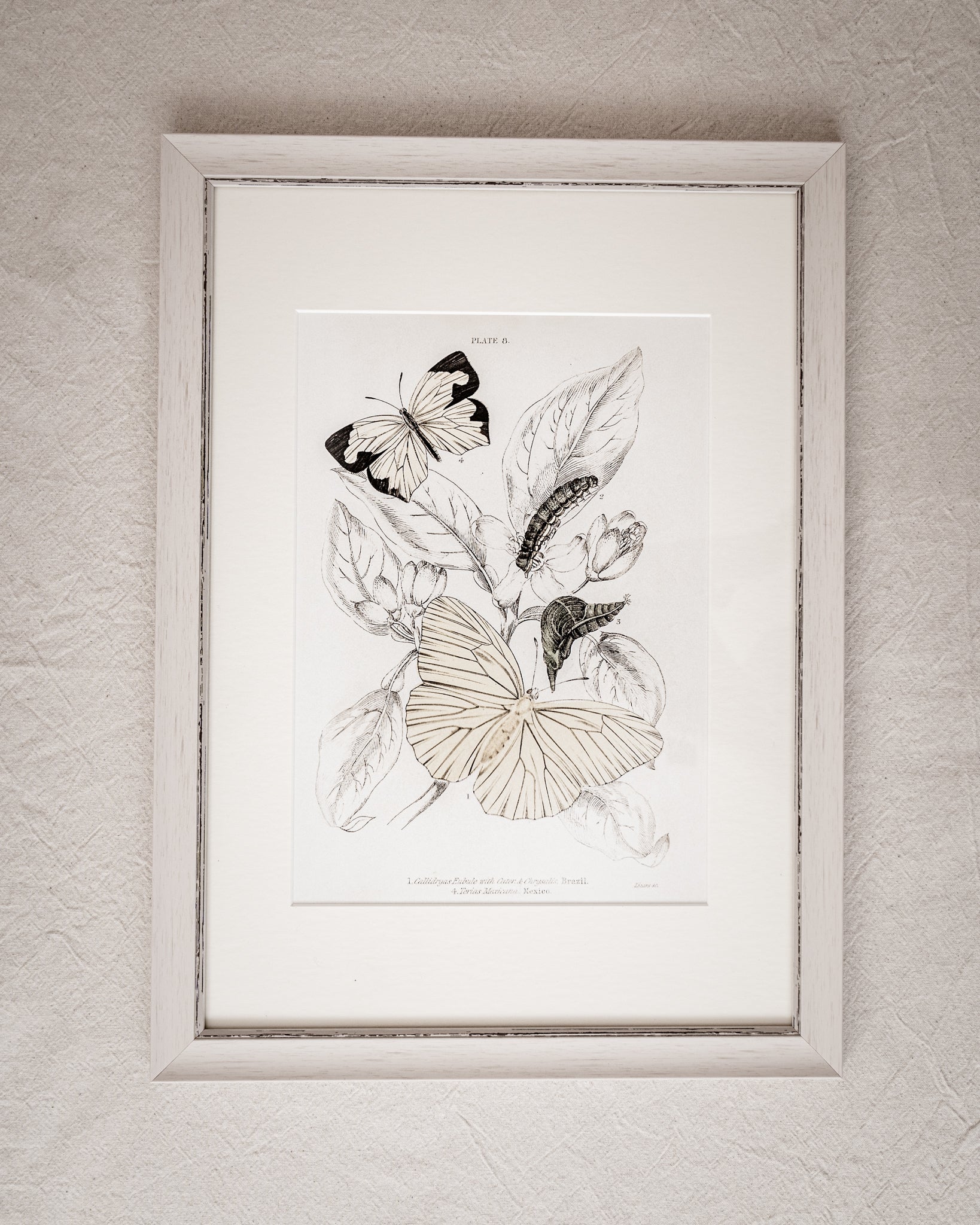 Framed Set of Four Vintage Butterfly Art Prints 02 (Vintage White Frame Collection)