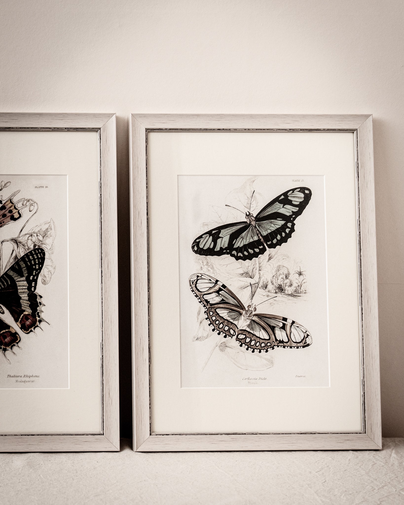 Vintage Butterfly Art Print 05