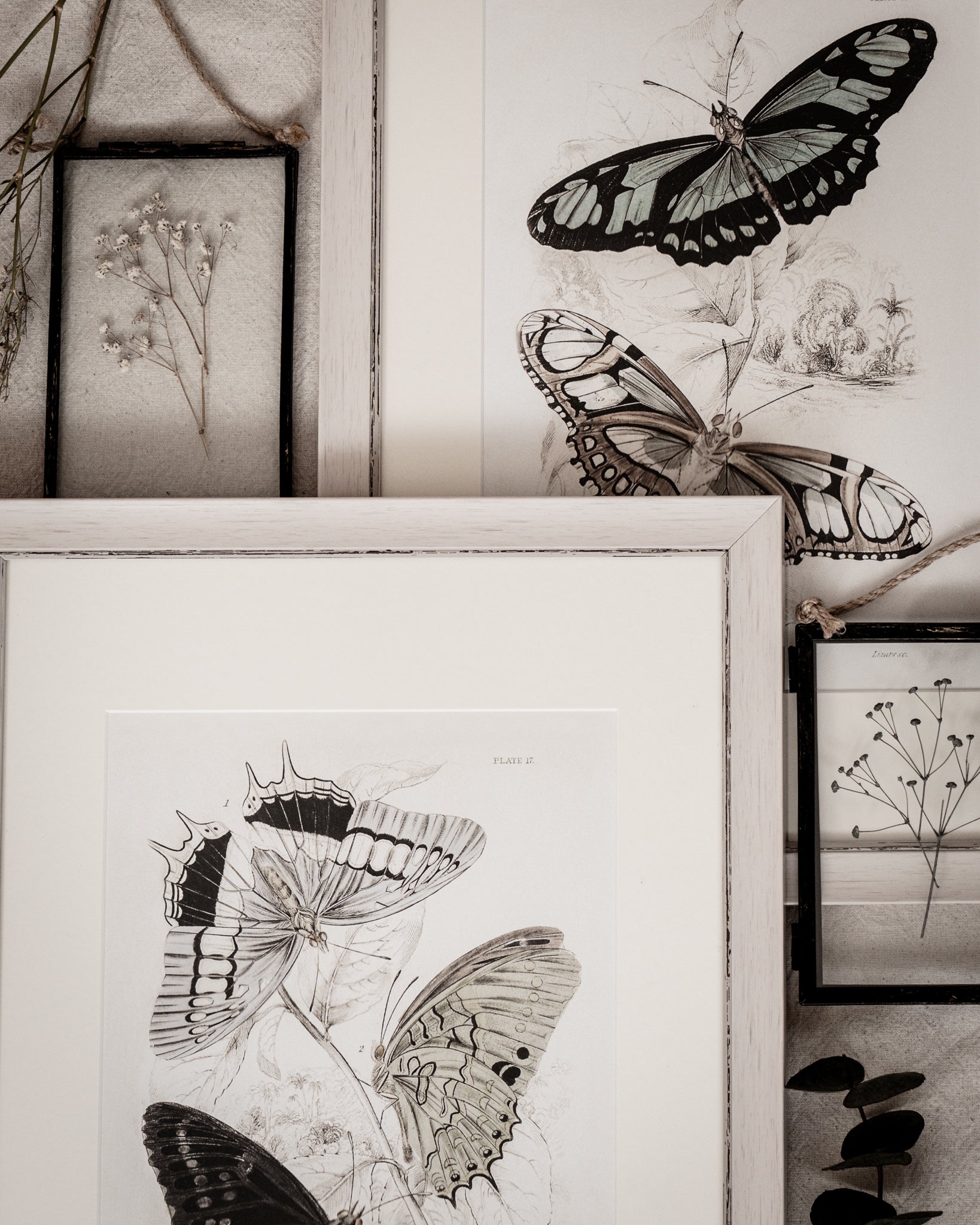 Vintage Butterfly Art Print 06