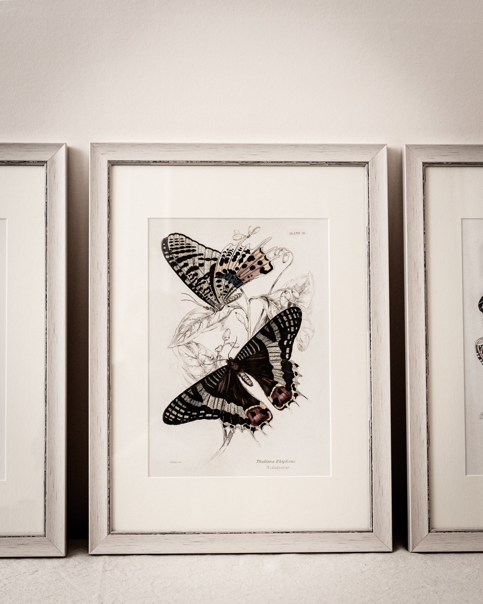 Vintage Butterfly Art Print 08