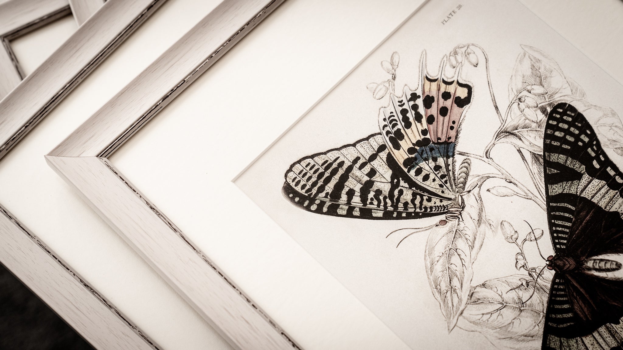 Vintage Butterfly Art Print 08
