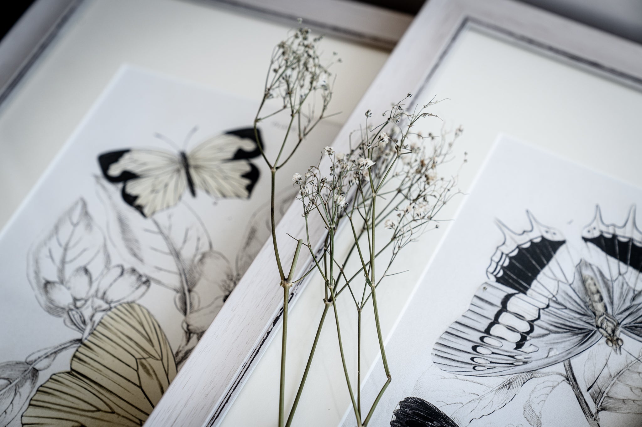 Framed Set of Four Vintage Butterfly Art Prints 02 (Vintage White Frame Collection)