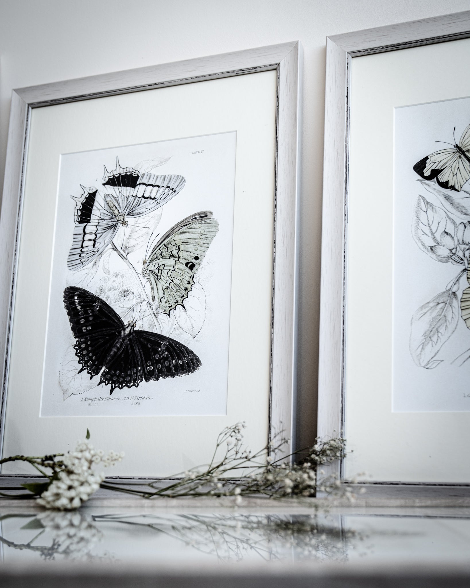 Framed Set of Four Vintage Butterfly Art Prints 02 (Vintage White Frame Collection)