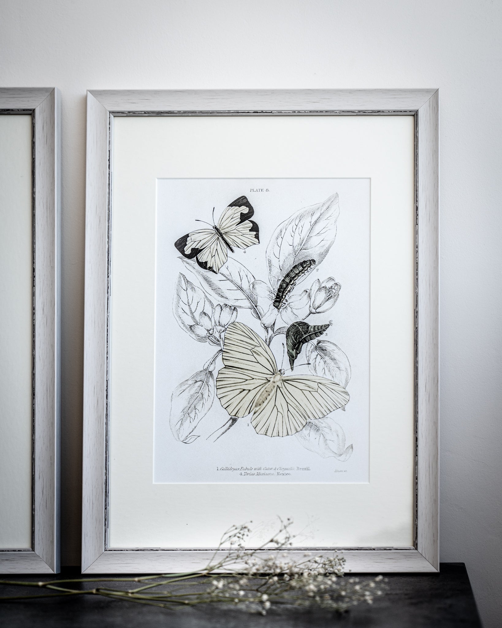 Framed Set of Four Vintage Butterfly Art Prints 02 (Vintage White Frame Collection)