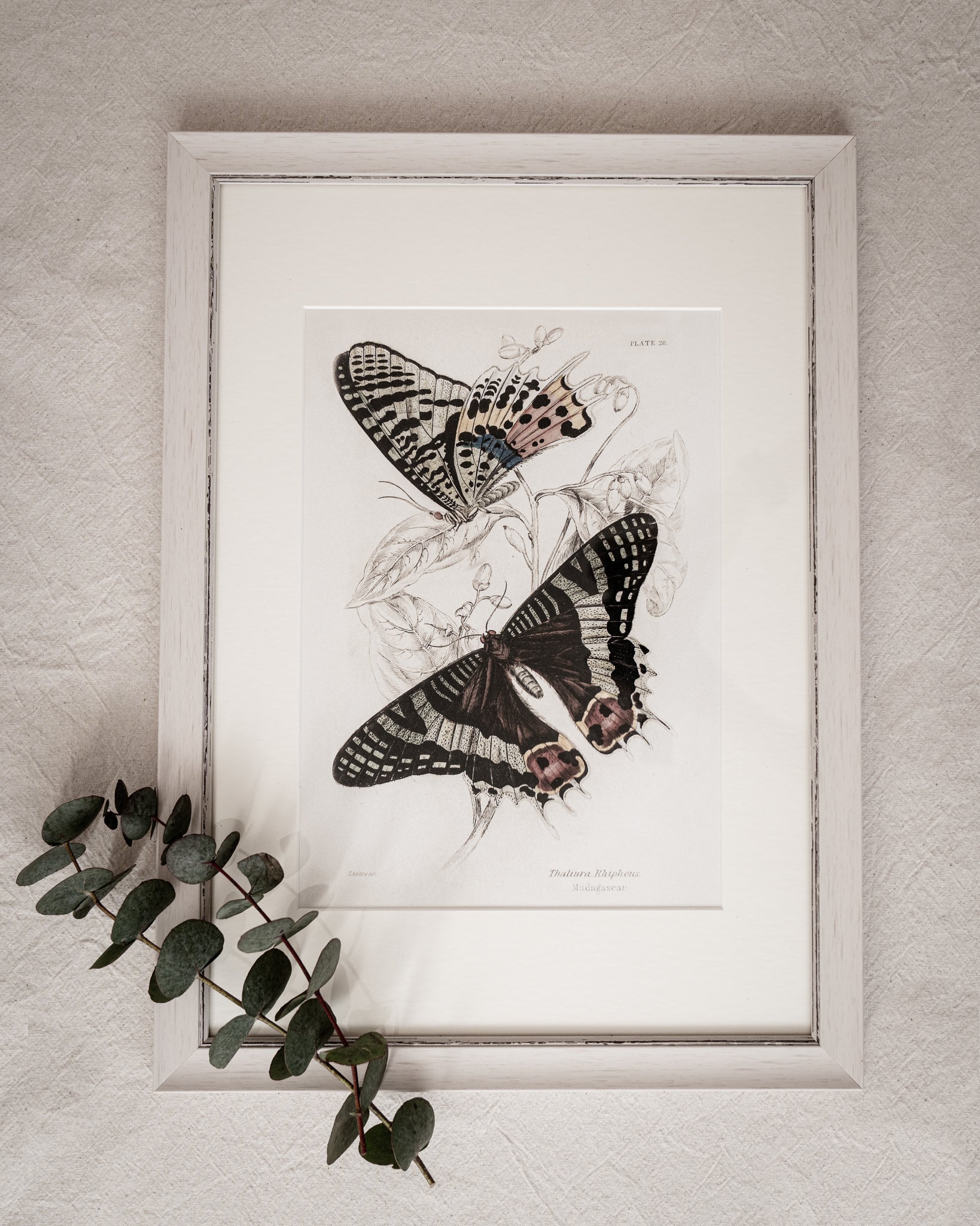 Framed Set of Four Vintage Butterfly Art Prints 02 (Vintage White Frame Collection)