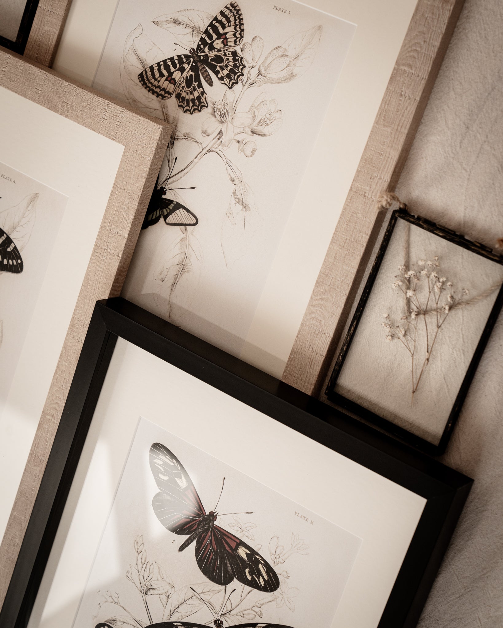Framed Set of Two Vintage Butterfly Art Prints 02 (Sand Frame Collection)