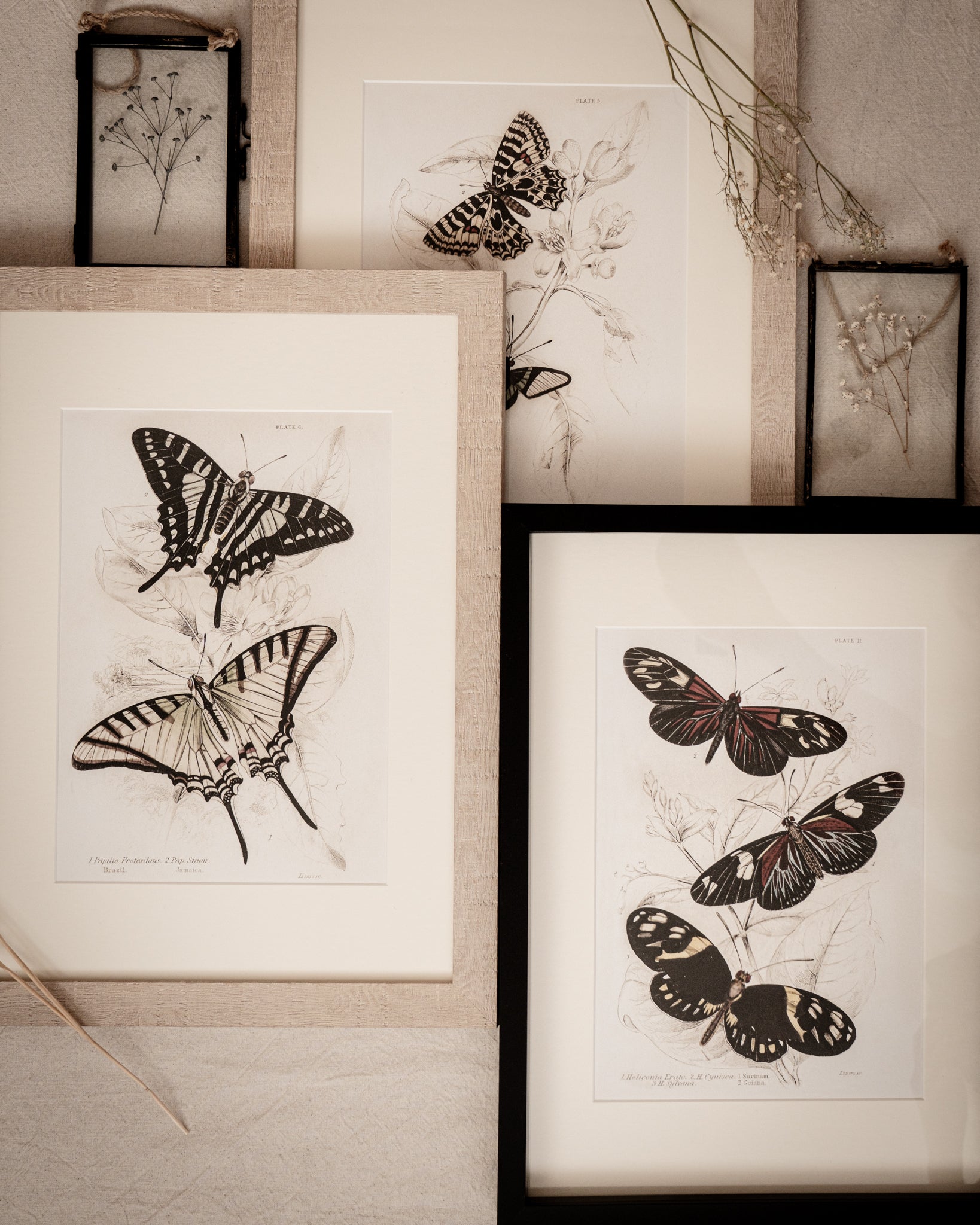Vintage Butterfly Art Print 03