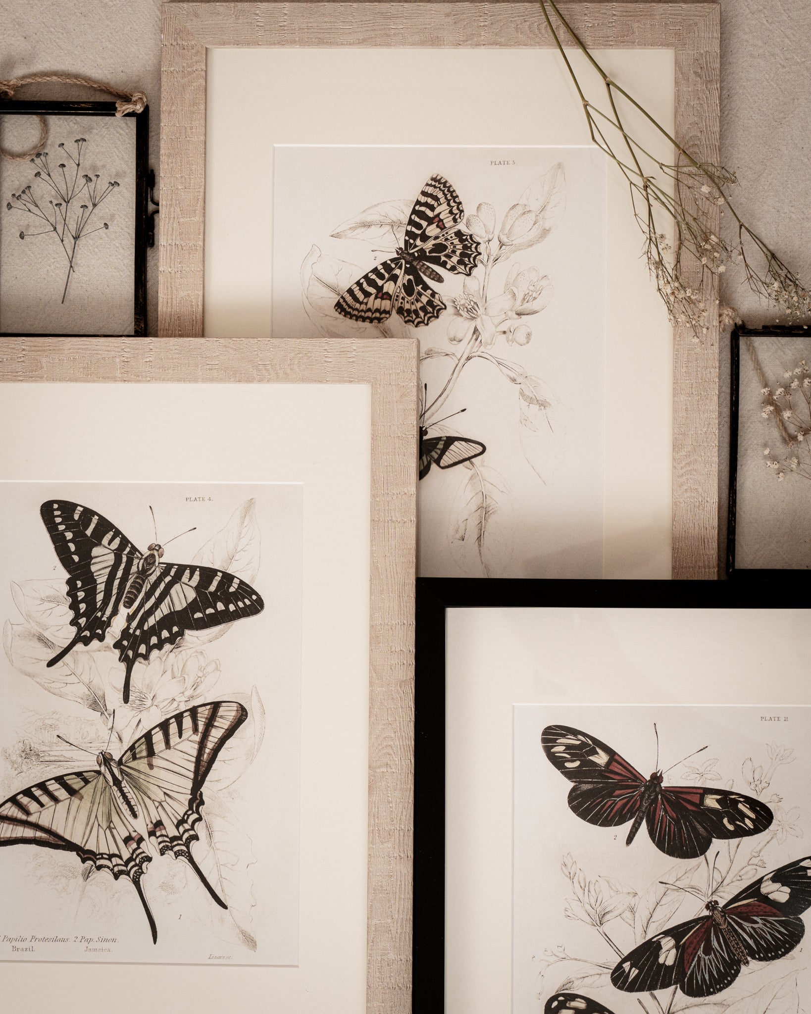 Framed Set of Four Vintage Butterfly Art Prints 01 (Sand Frame Collection)