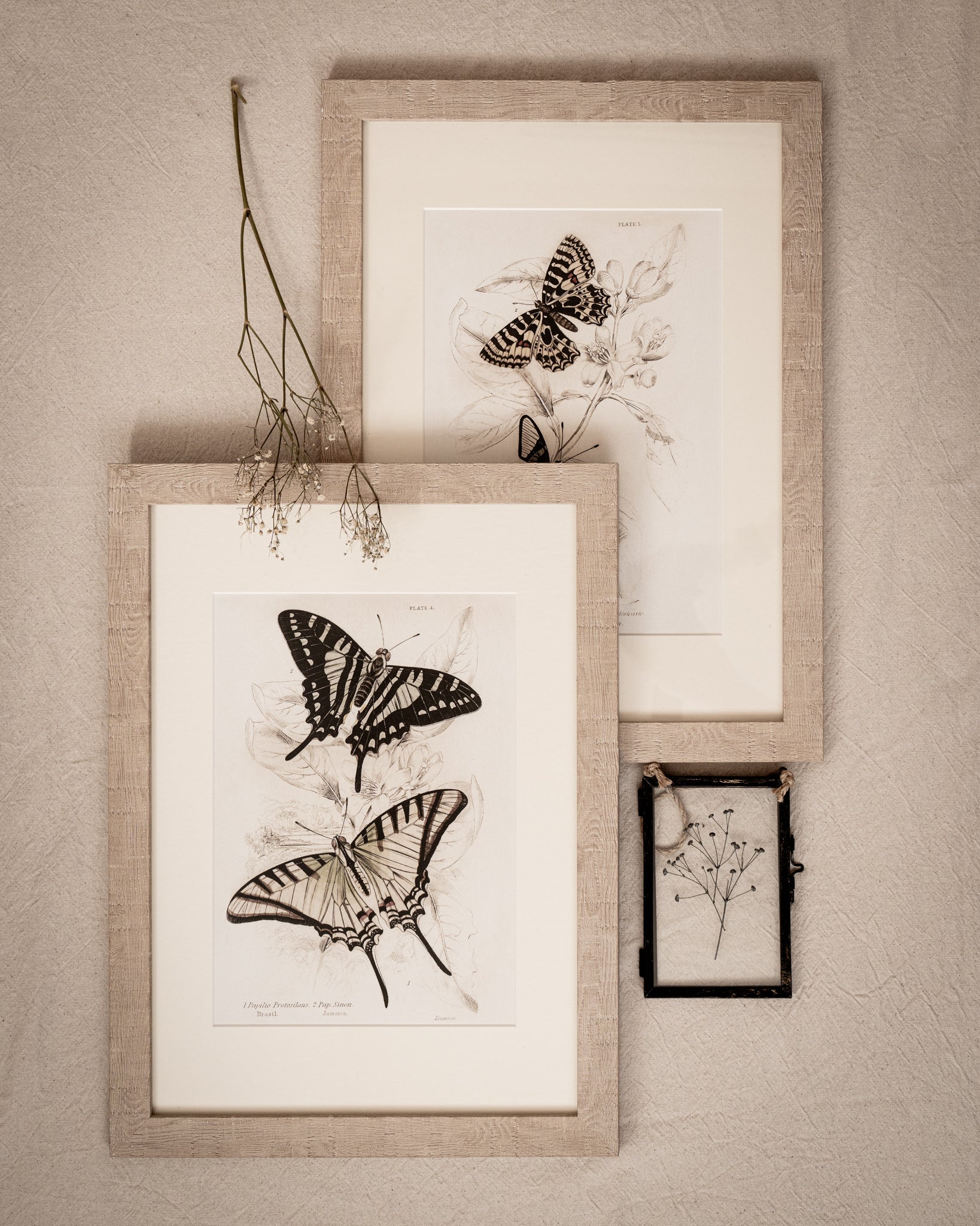 Framed Set of Two Vintage Butterfly Art Prints 02 (Sand Frame Collection)