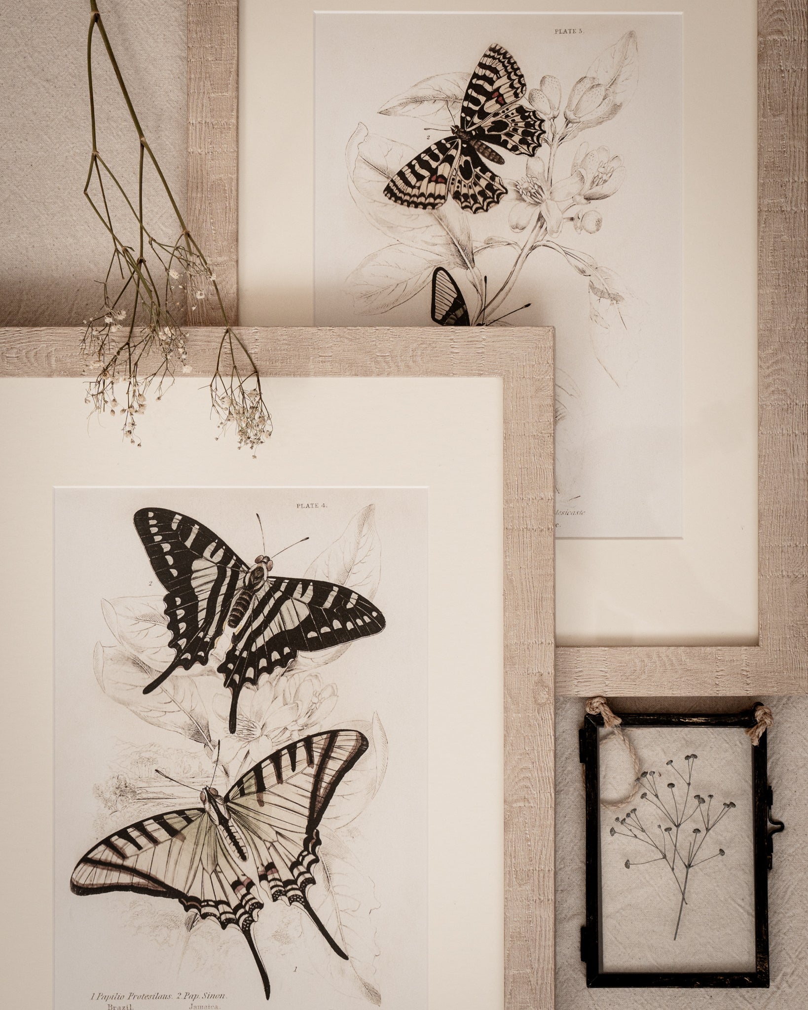 Framed Set of Two Vintage Butterfly Art Prints 02 (Sand Frame Collection)