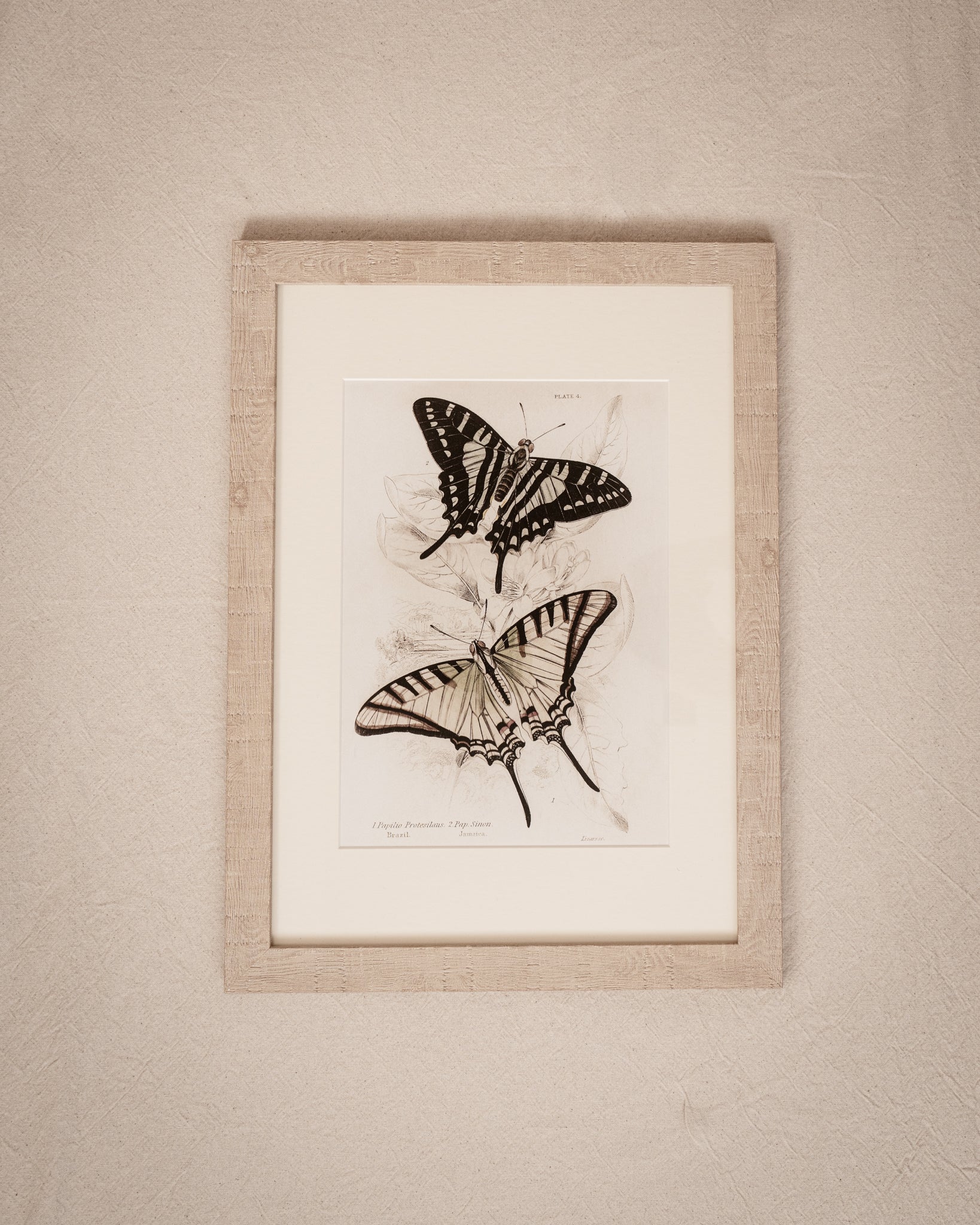 Framed Set of Four Vintage Butterfly Art Prints 01 (Sand Frame Collection)