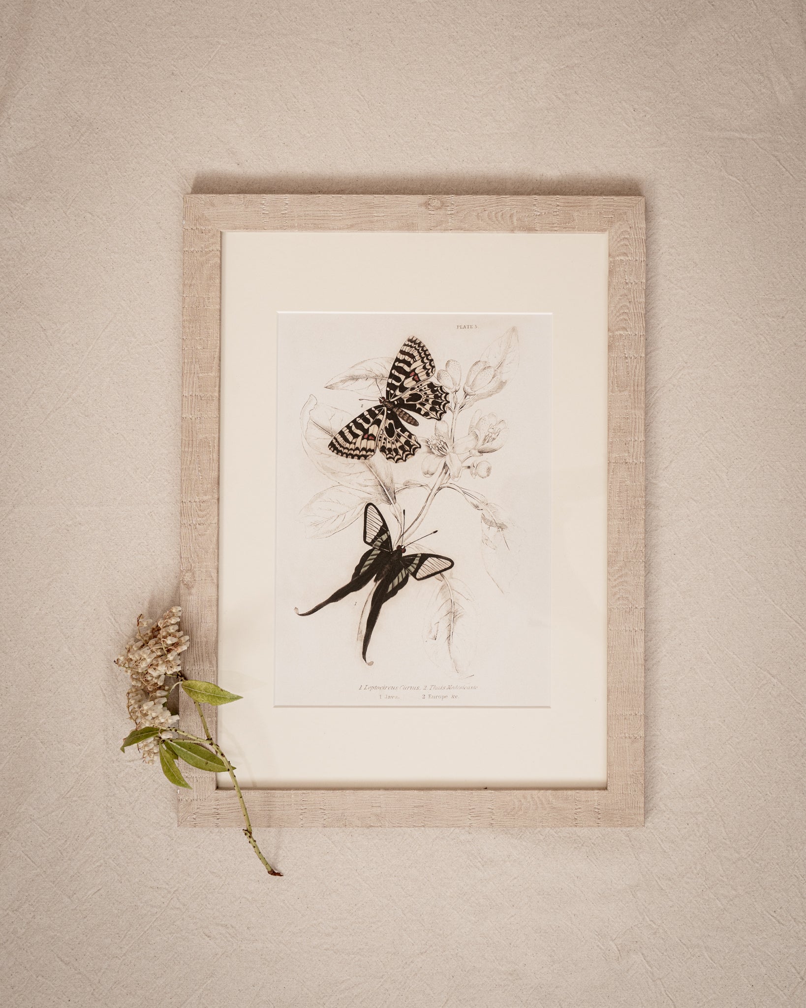 Vintage Butterfly Art Print 011