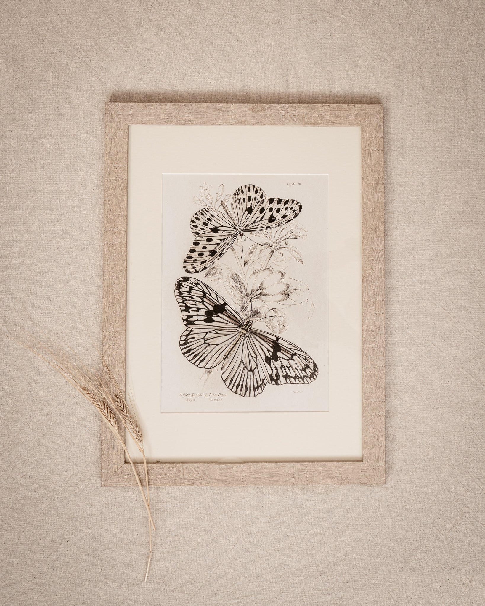 Framed Set of Four Vintage Butterfly Art Prints 01 (Sand Frame Collection)