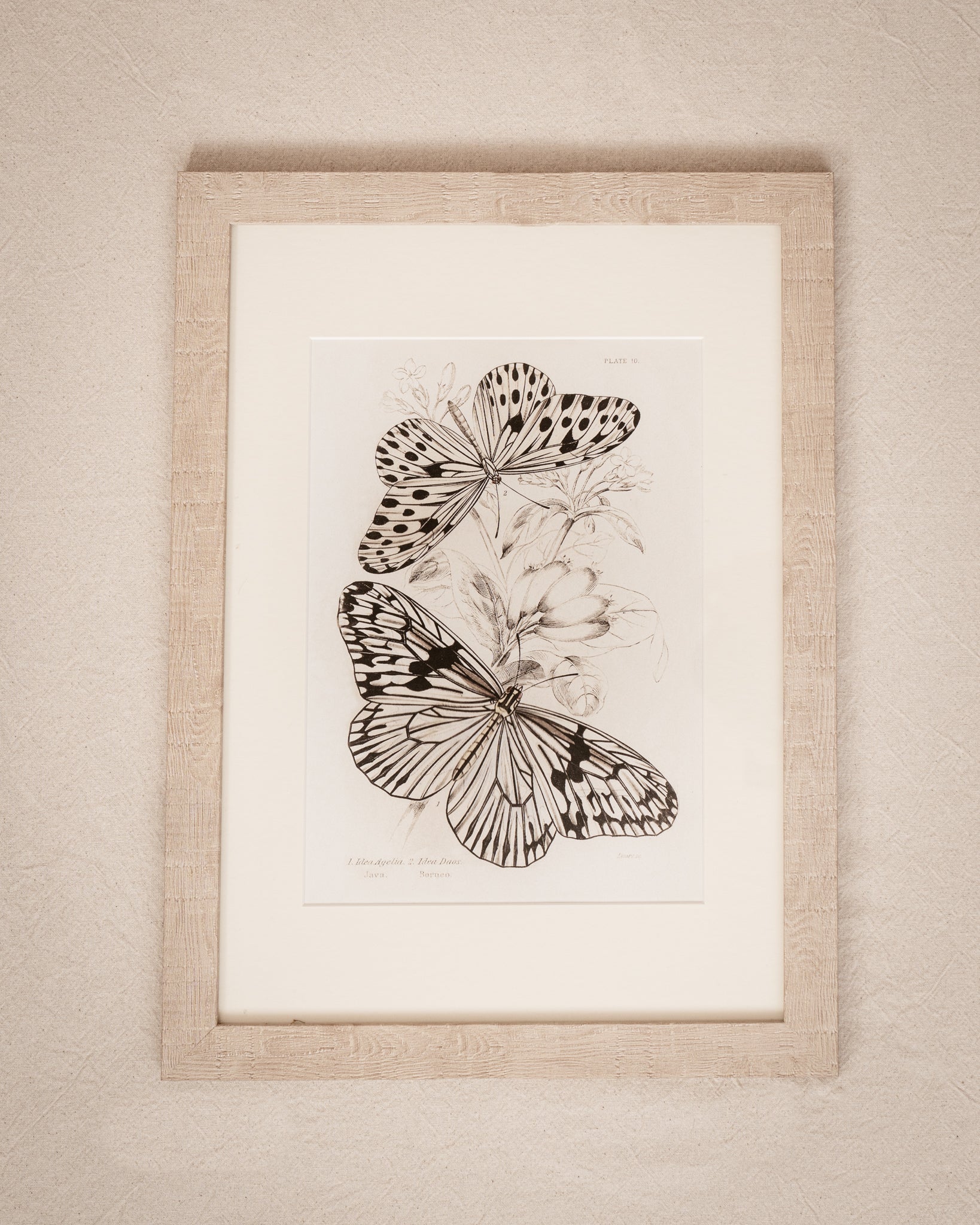 Vintage Butterfly Art Print 09