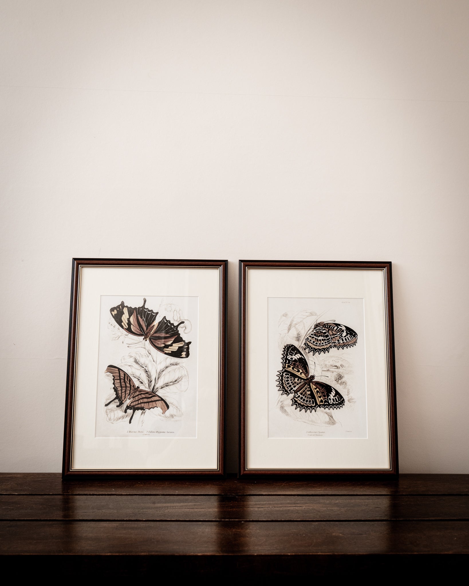 Framed Set of Four Vintage Butterfly Art Prints 03 (Classic Teak Frame Collection)