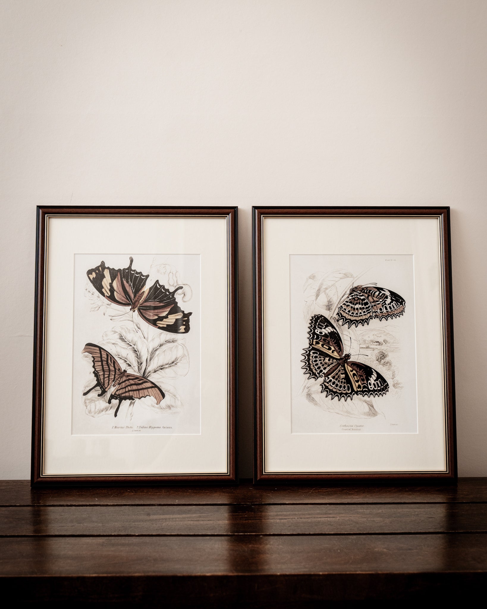 Framed Set of Two Vintage Butterfly Art Prints 03 (Classic Teak Frame Collection)