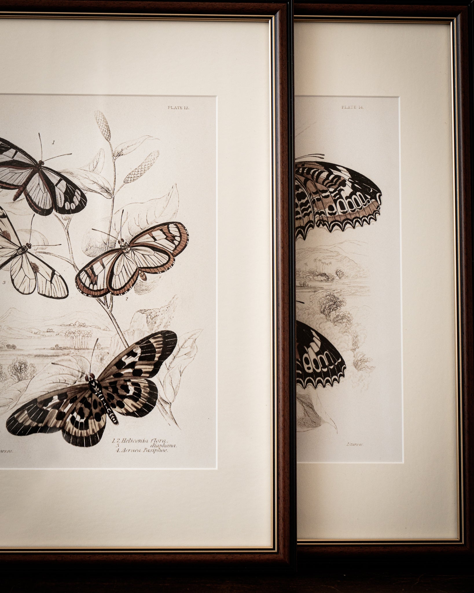 Vintage Butterfly Art Print 018