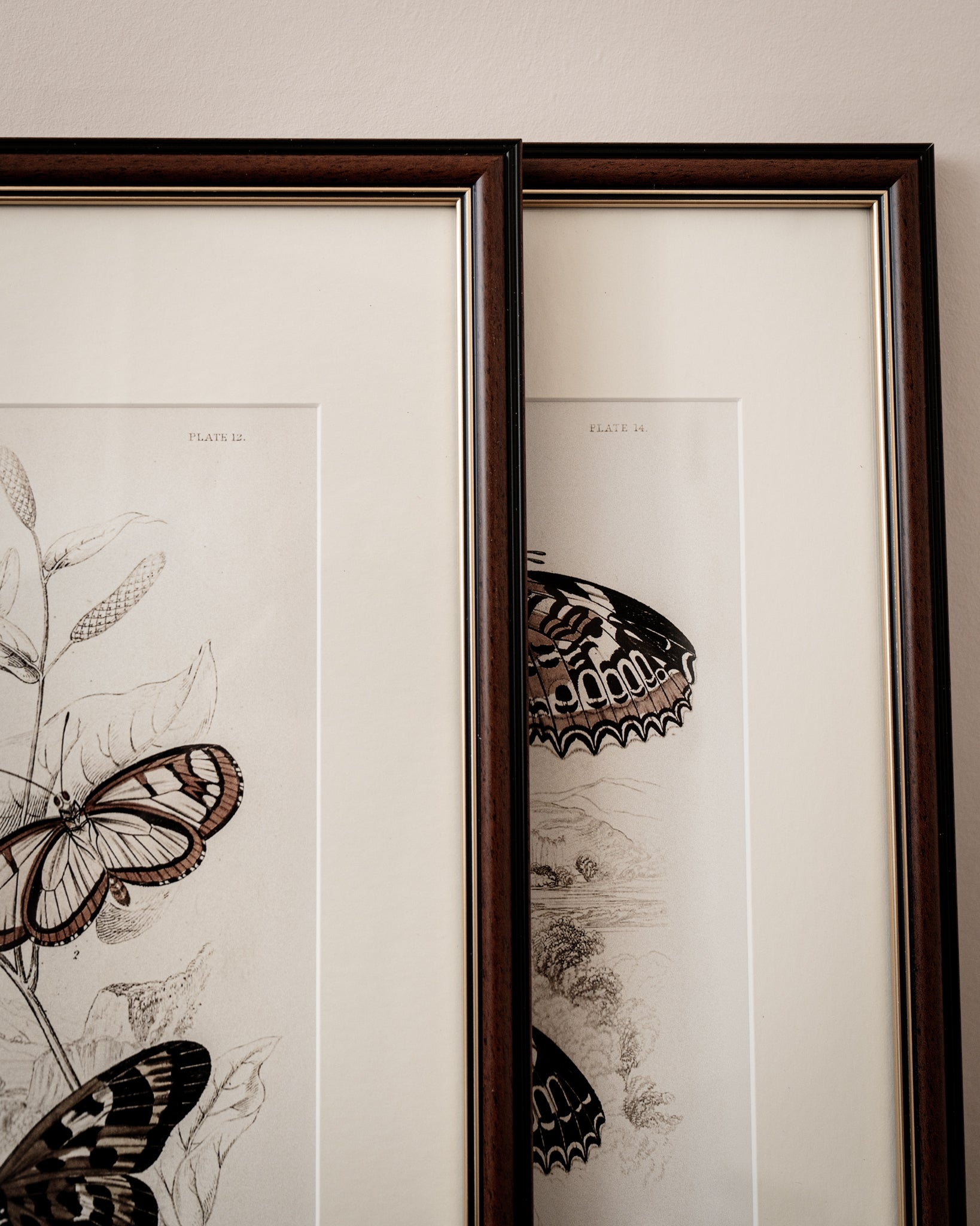 Framed Set of Four Vintage Butterfly Art Prints 03 (Classic Teak Frame Collection)