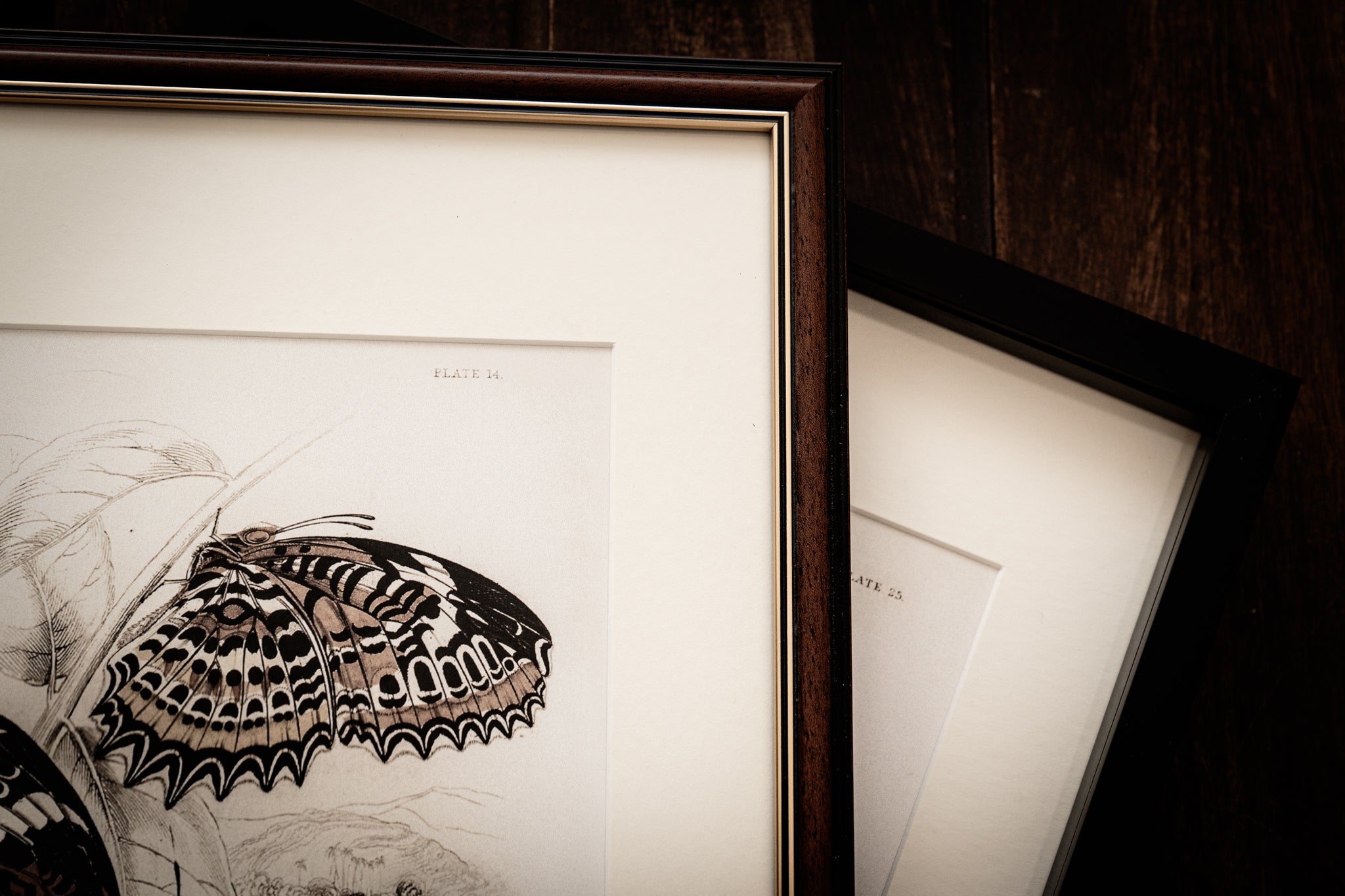 Framed Set of Two Vintage Butterfly Art Prints 03 (Classic Teak Frame Collection)