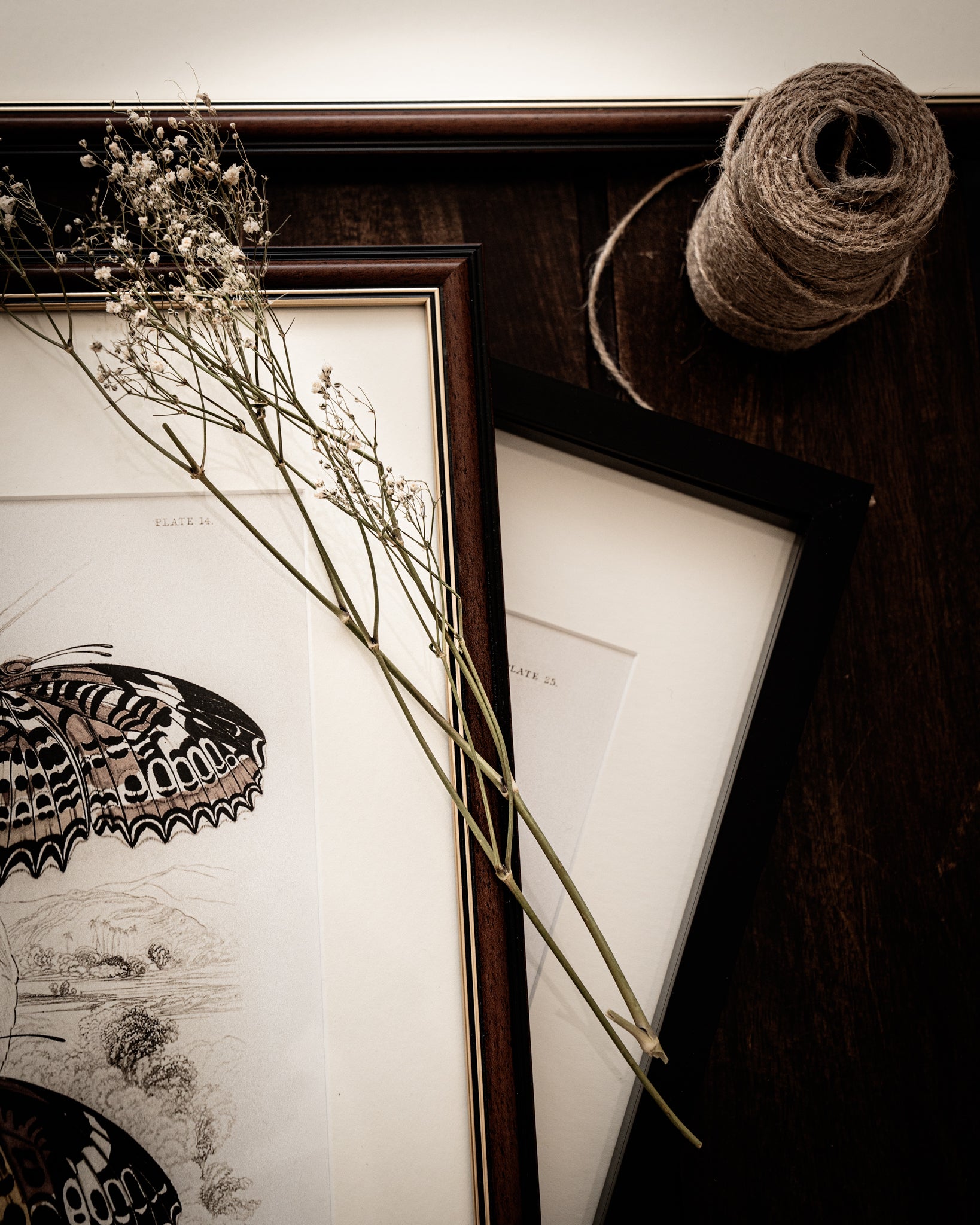 Vintage Butterfly Art Print 018