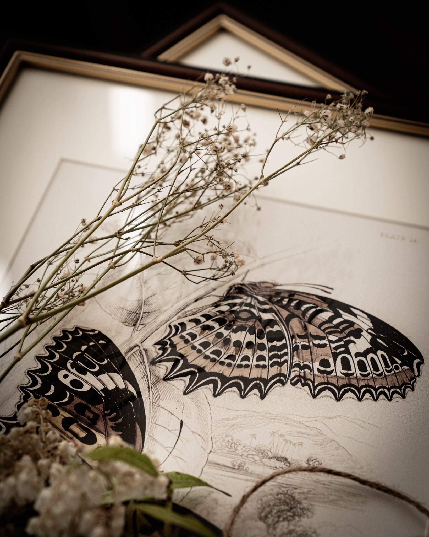 Framed Set of Two Vintage Butterfly Art Prints 03 (Classic Teak Frame Collection)