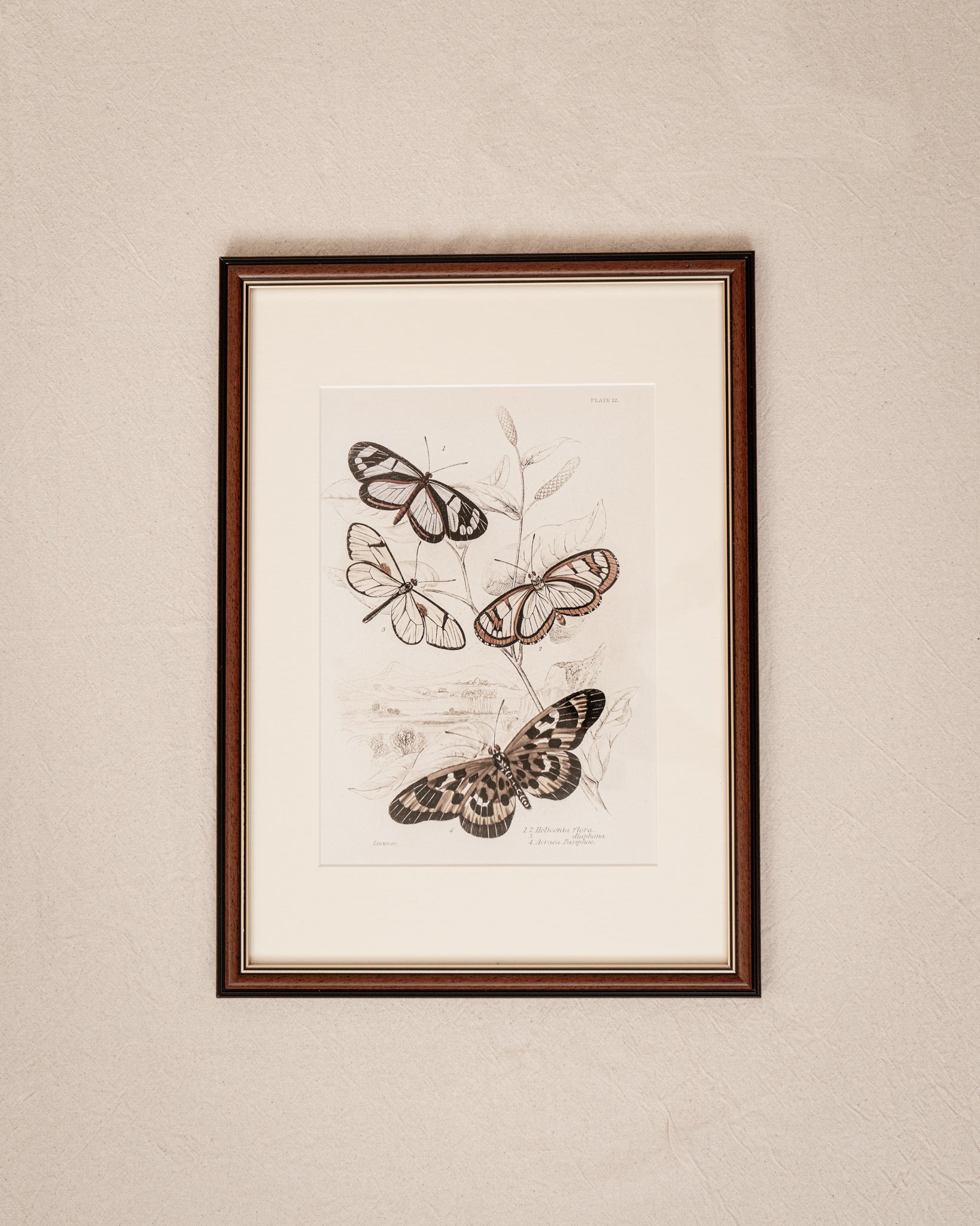 Framed Set of Four Vintage Butterfly Art Prints 03 (Classic Teak Frame Collection)