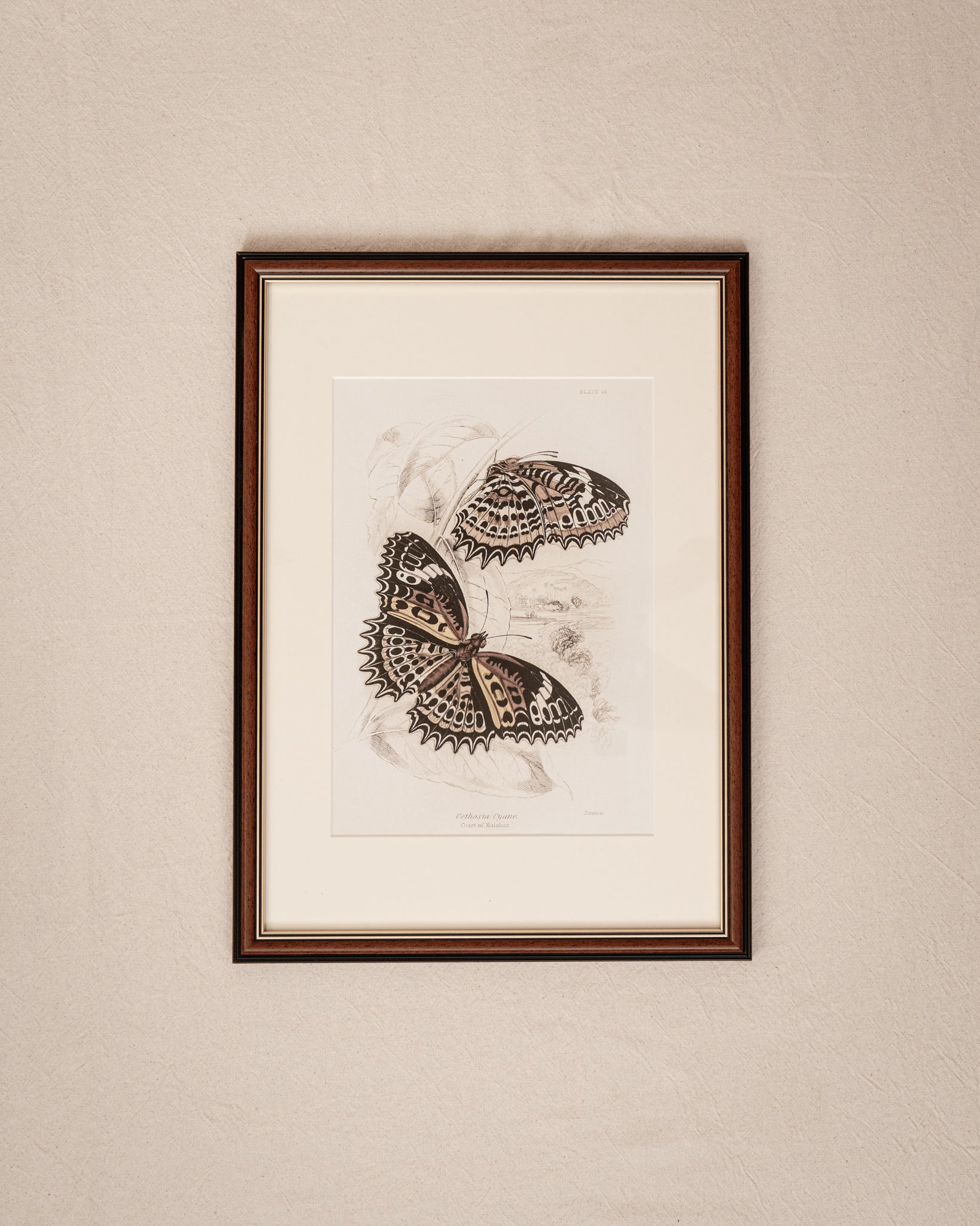 Framed Set of Four Vintage Butterfly Art Prints 03 (Classic Teak Frame Collection)