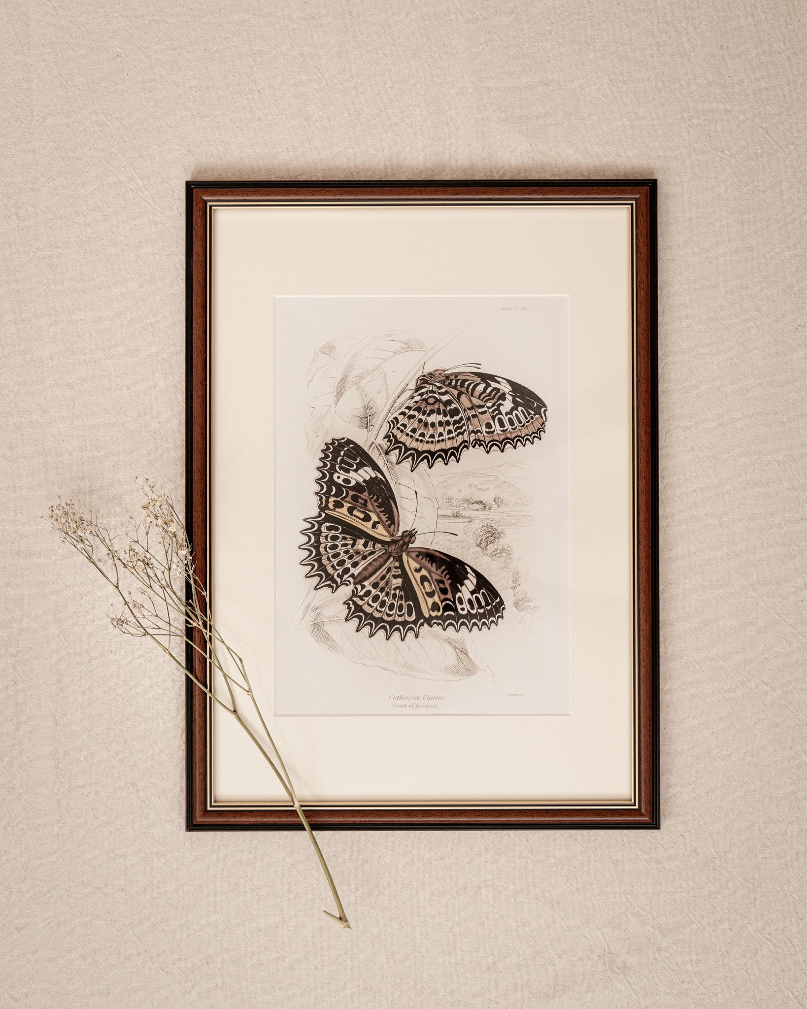 Vintage Butterfly Art Print 018