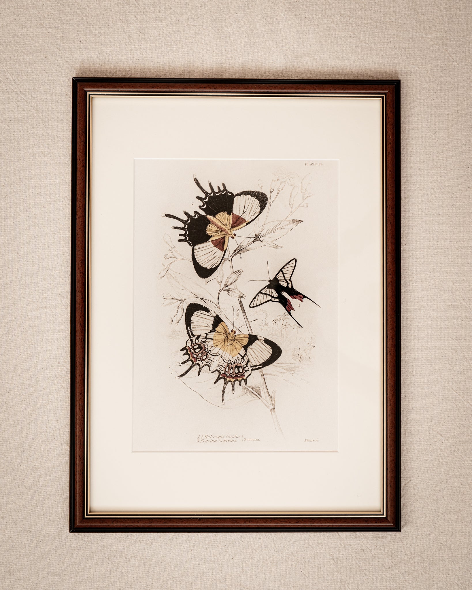 Vintage Butterfly Art Print 019