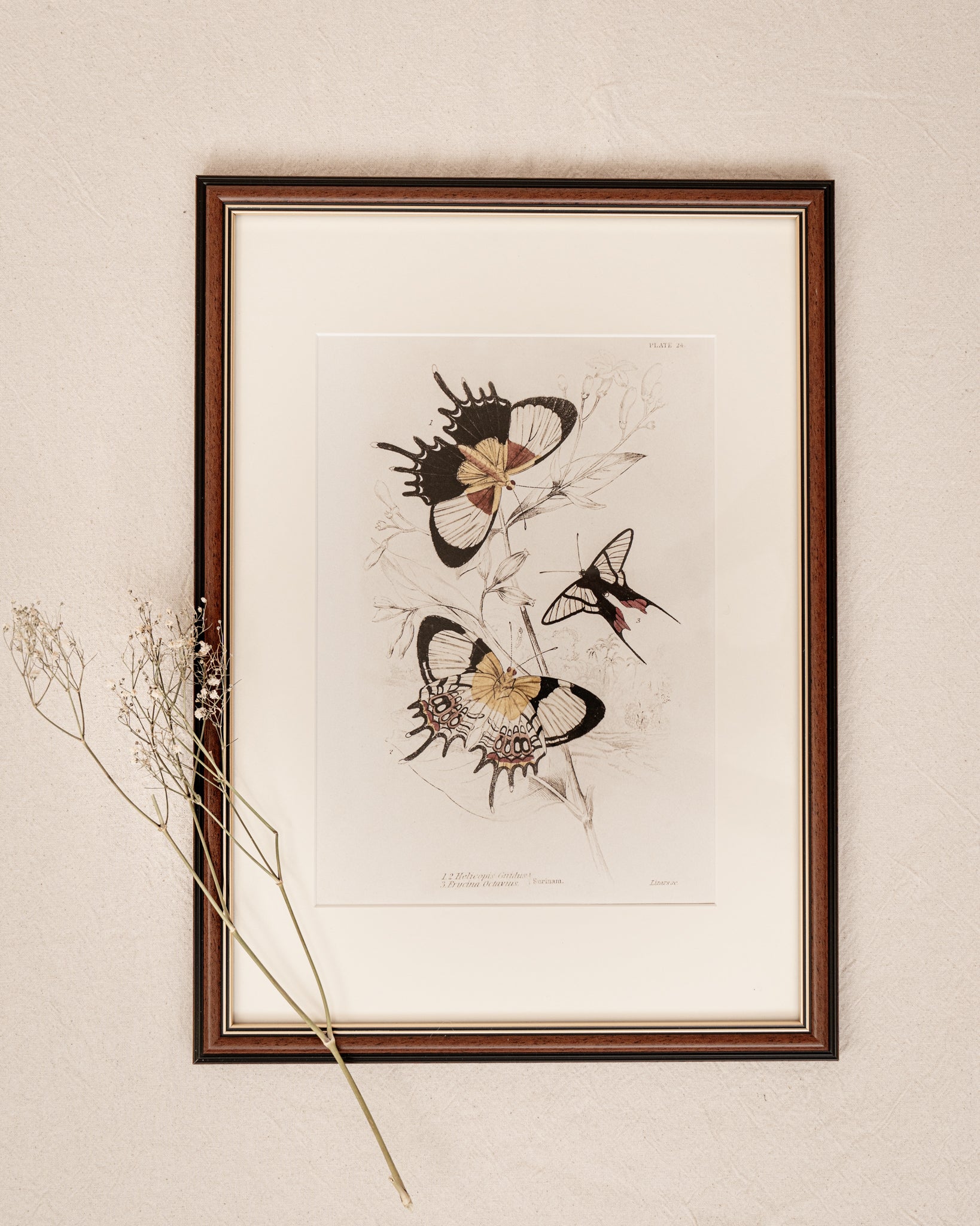 Framed Set of Two Vintage Butterfly Art Prints 02 (Classic Teak Frame Collection)