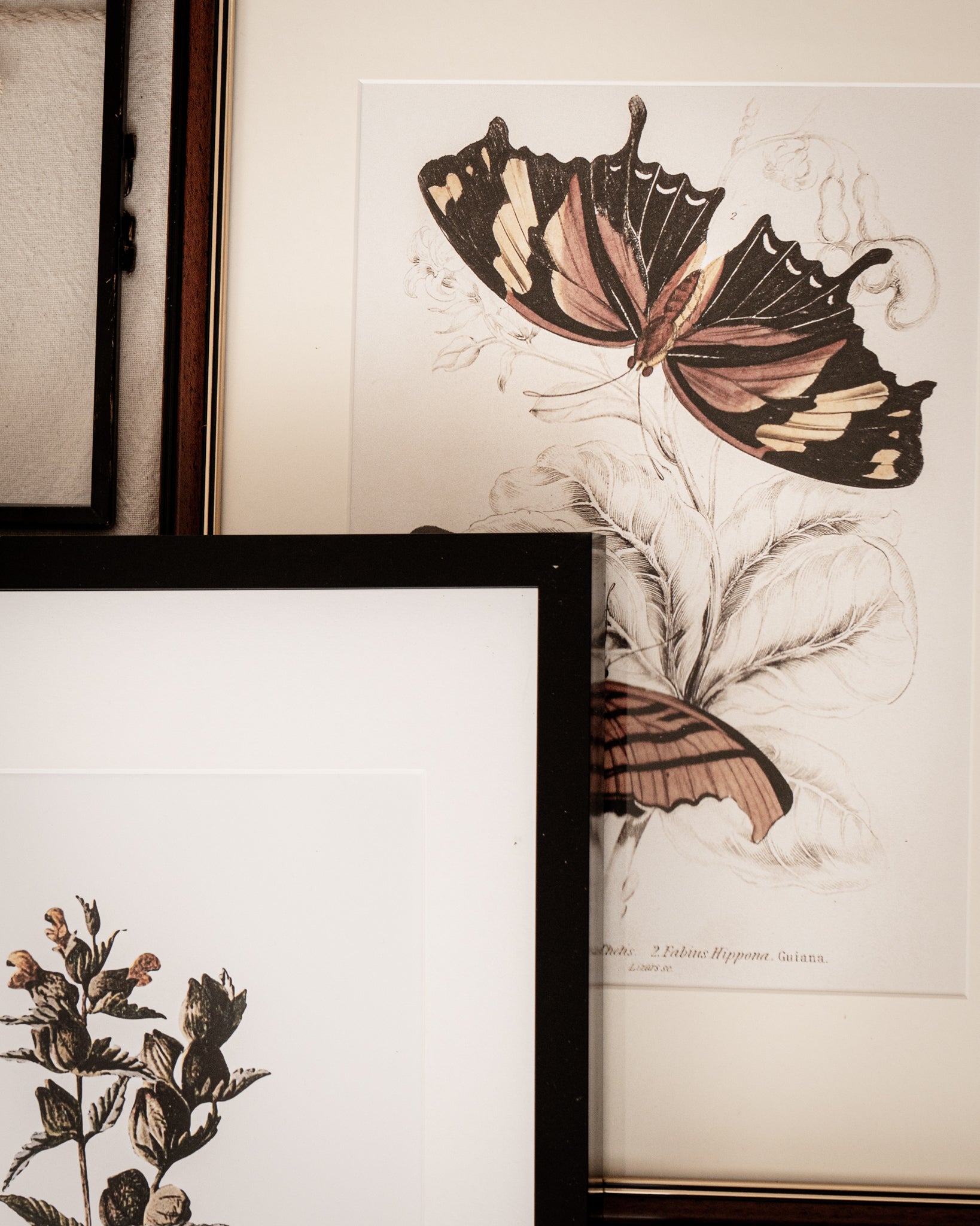 Framed Set of Two Vintage Butterfly Art Prints 03 (Classic Teak Frame Collection)