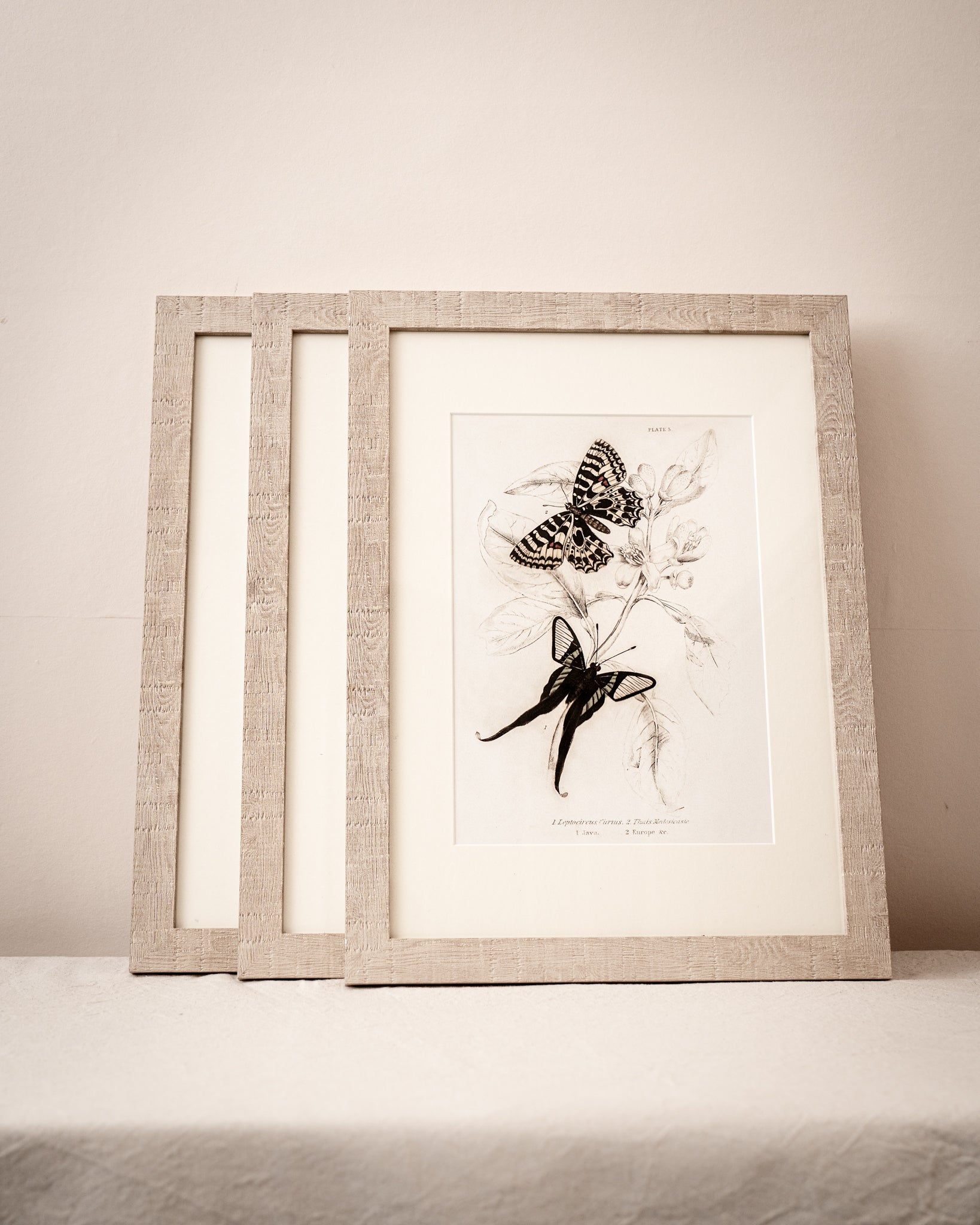 Vintage Butterfly Art Print 011